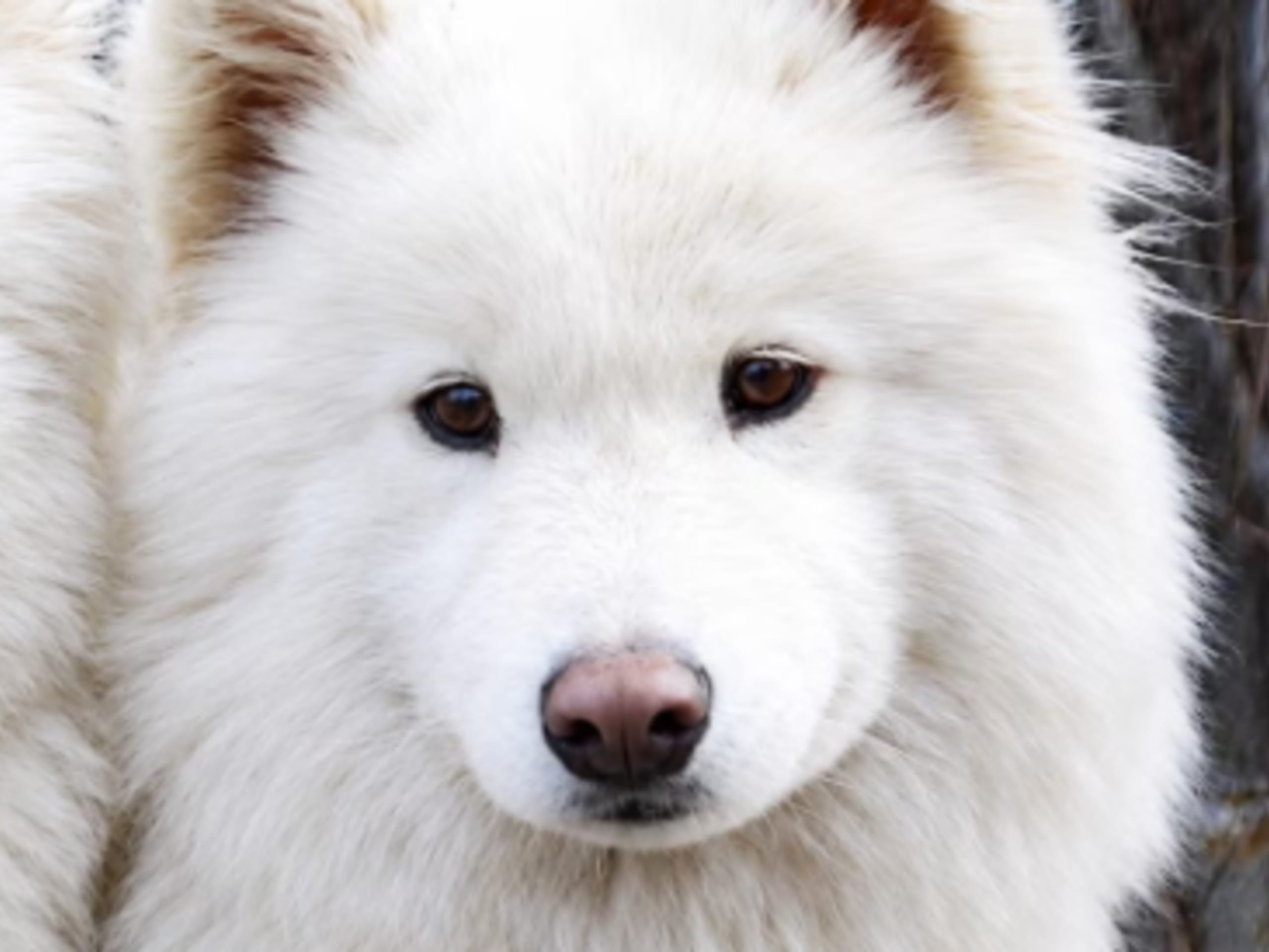 Samoyed · Söderhamn · MOYASAS