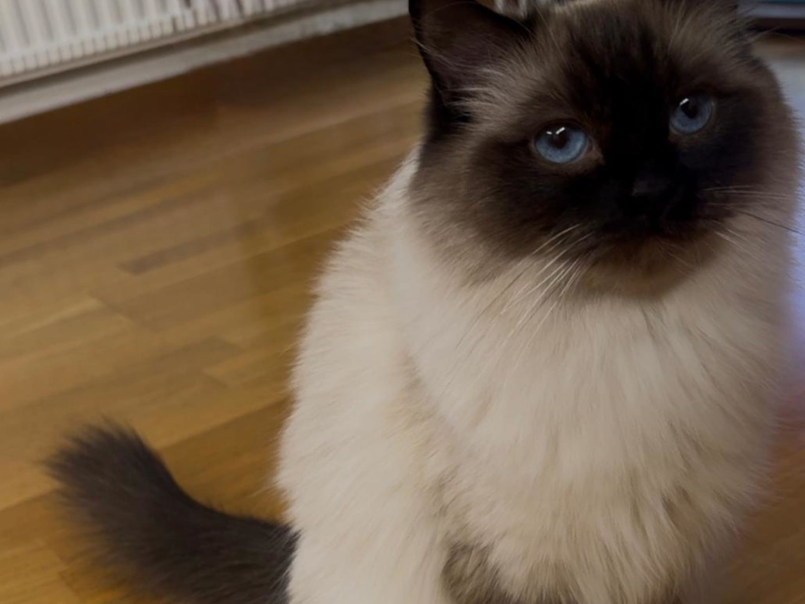 Ragdoll
