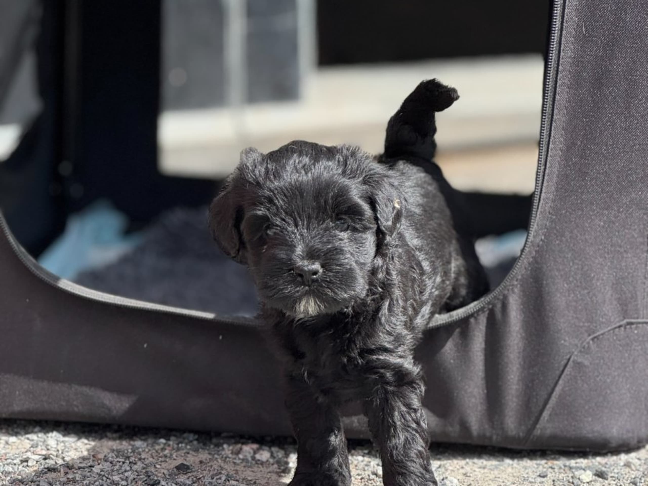 Tibetan Terrier · Skokloster · Solstickans