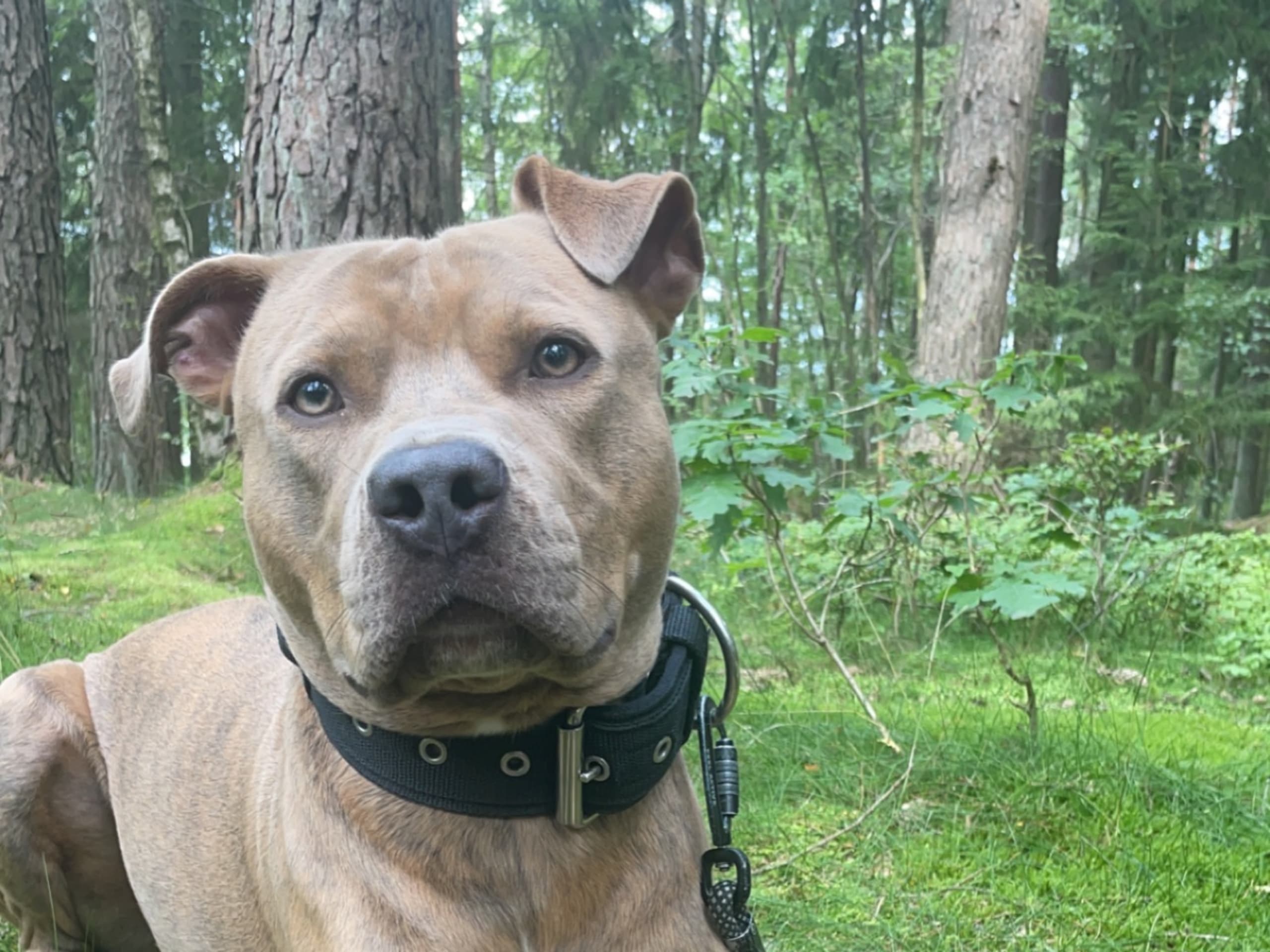 Pitbull/bully · Hisings Backa · Gabriella B.