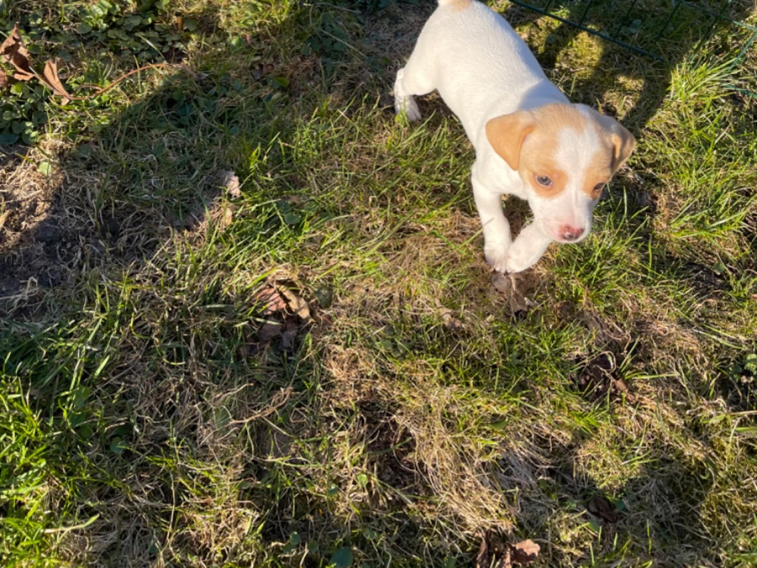 Danish Swedish Farmdog · Revinge · Freja Levin
