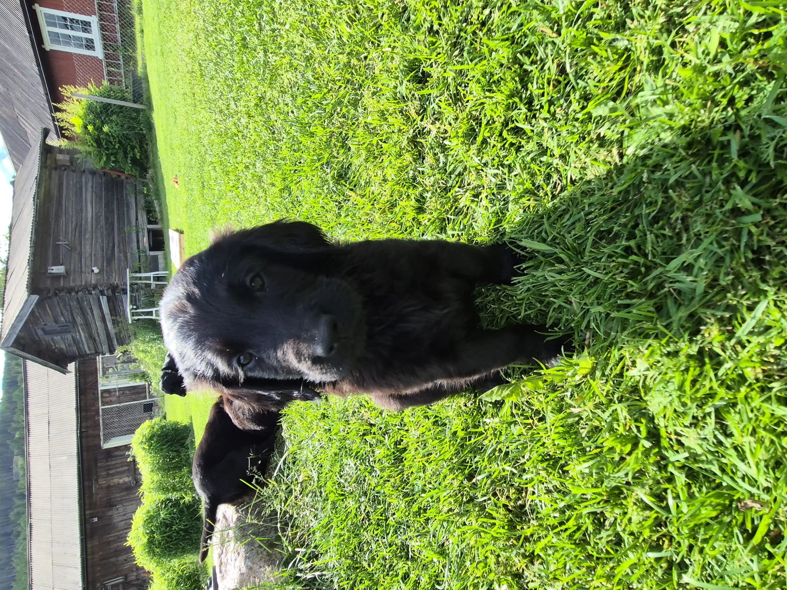 Flat coated retriever · Fåberg · Beathe Nes