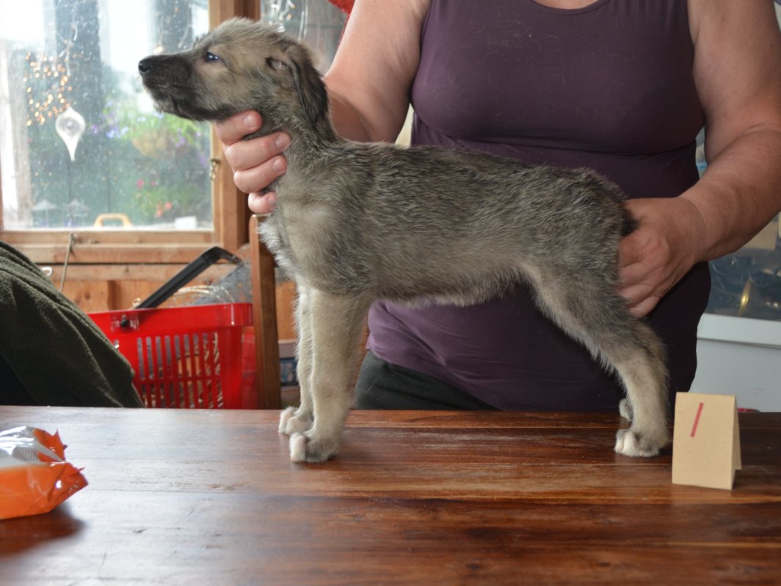 Irish Wolfhound · Stora Levene · Åkerö's