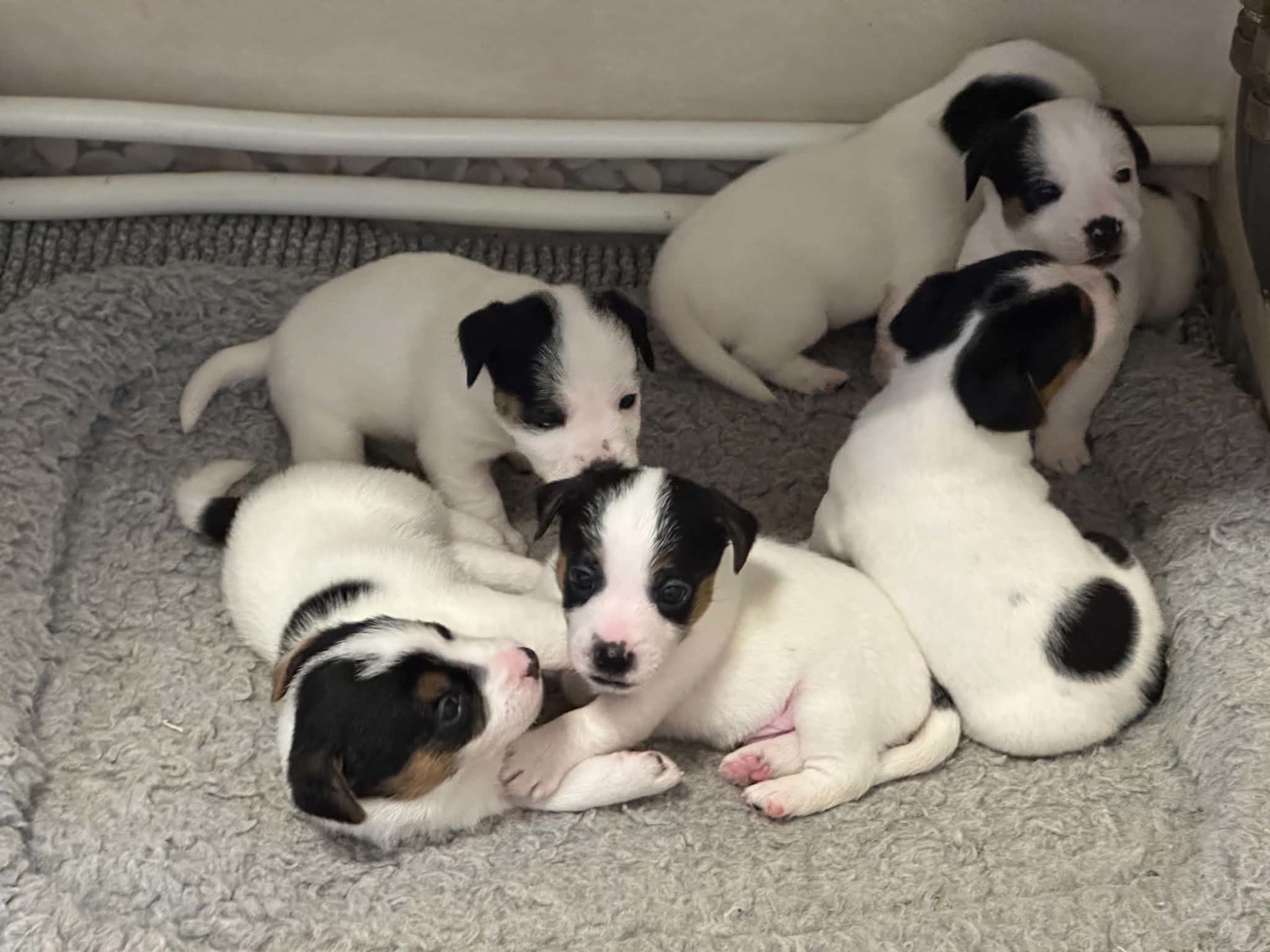 LIMELIGHT Kennels