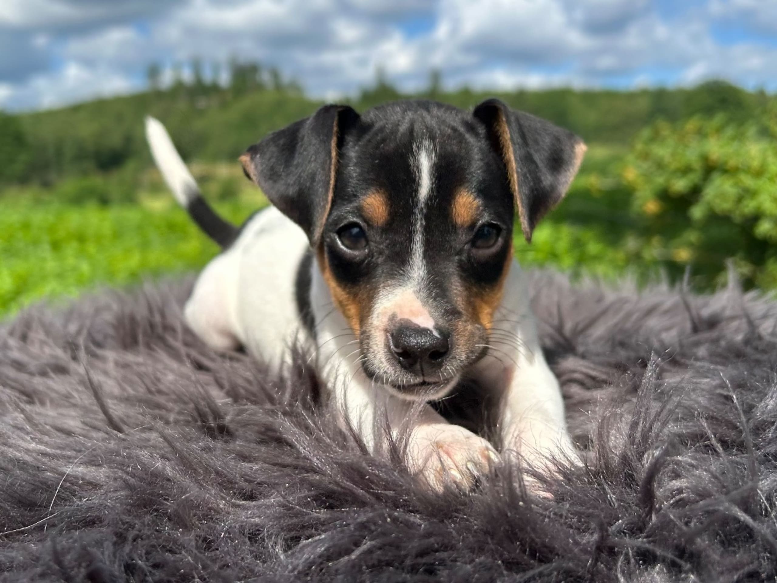 Danish Swedish Farmdog · Älekulla · Lillhovens