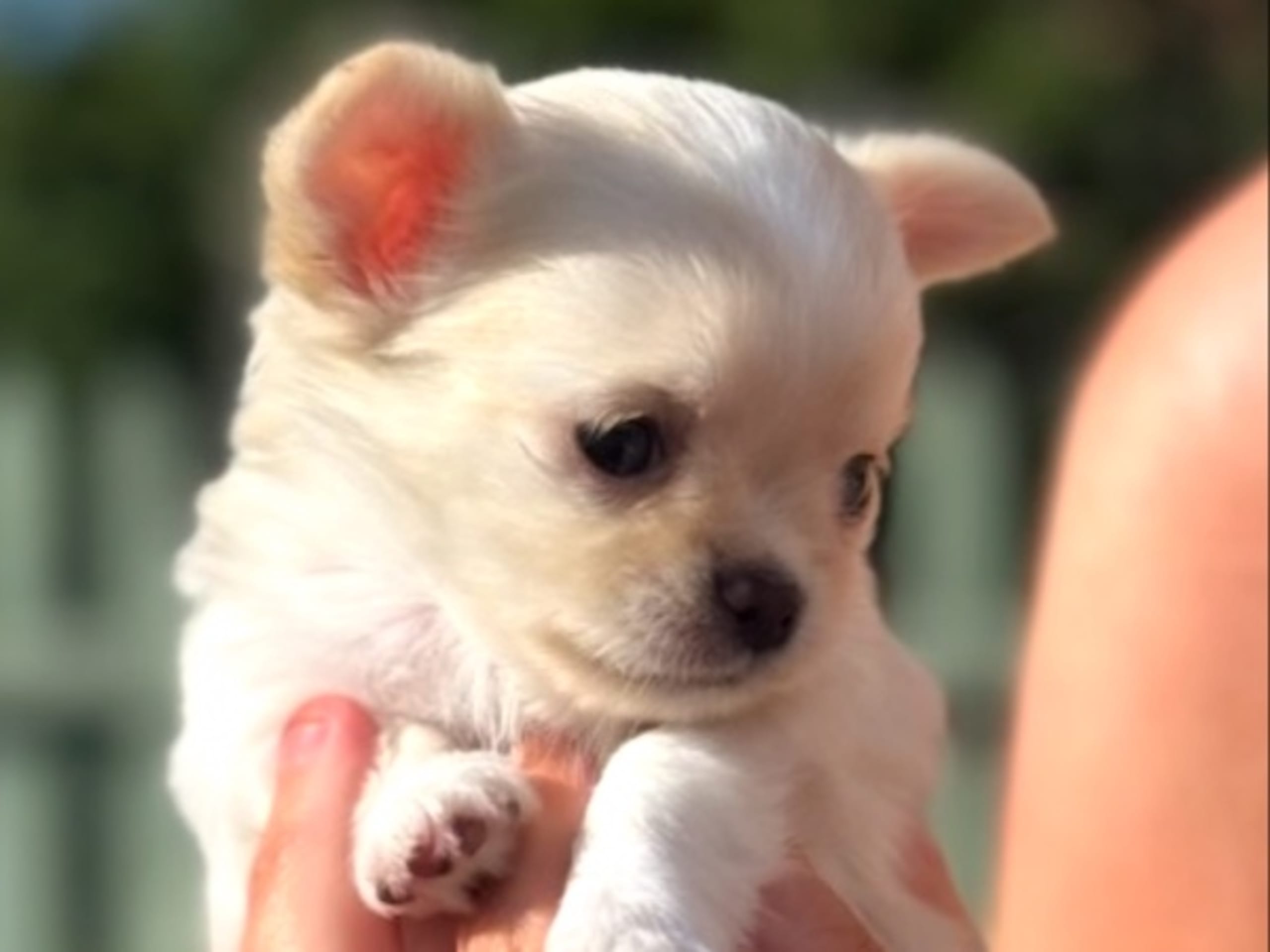 Chihuahua · Solna · Linda Åberg