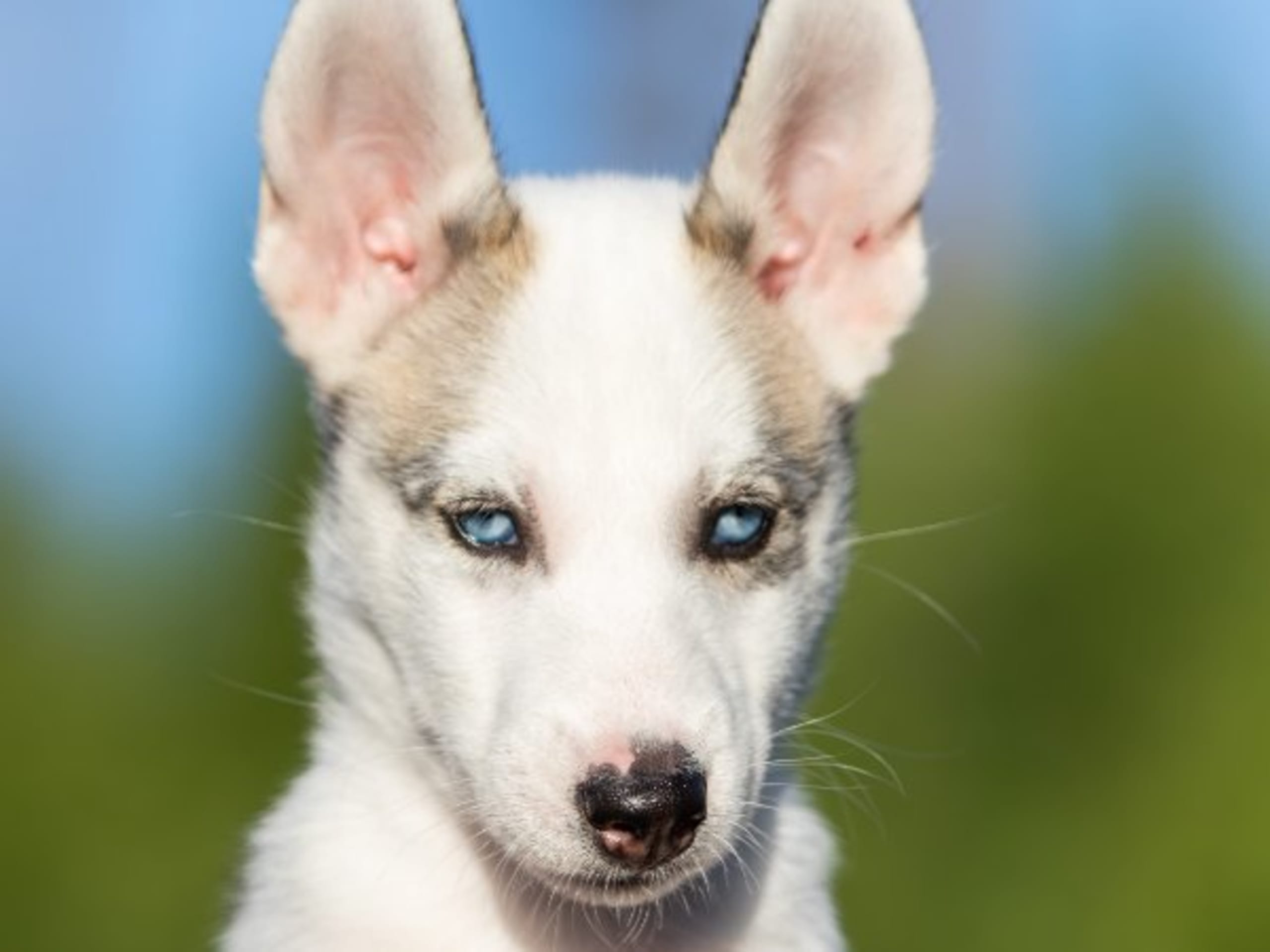 Siberian Husky · Strängnäs · Darkspell's