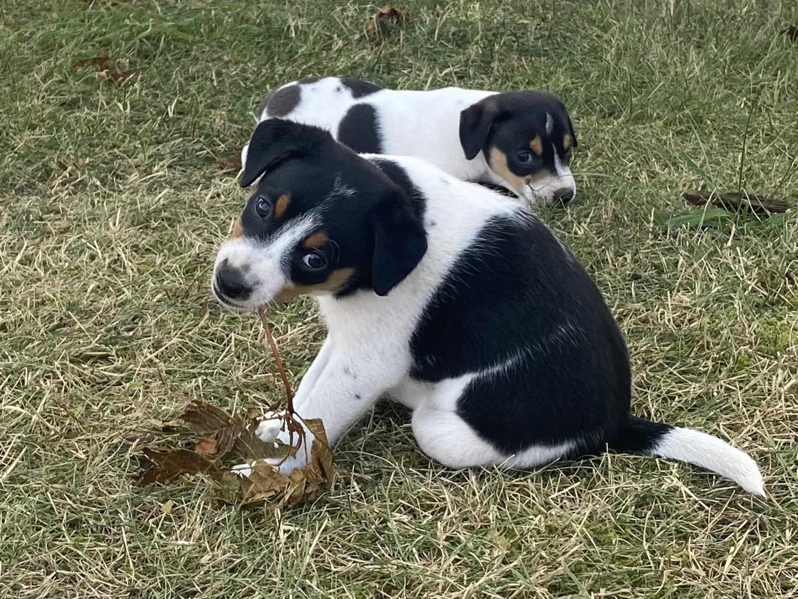 Danish Swedish Farmdog · Hjørring · Arne Mejlhede
