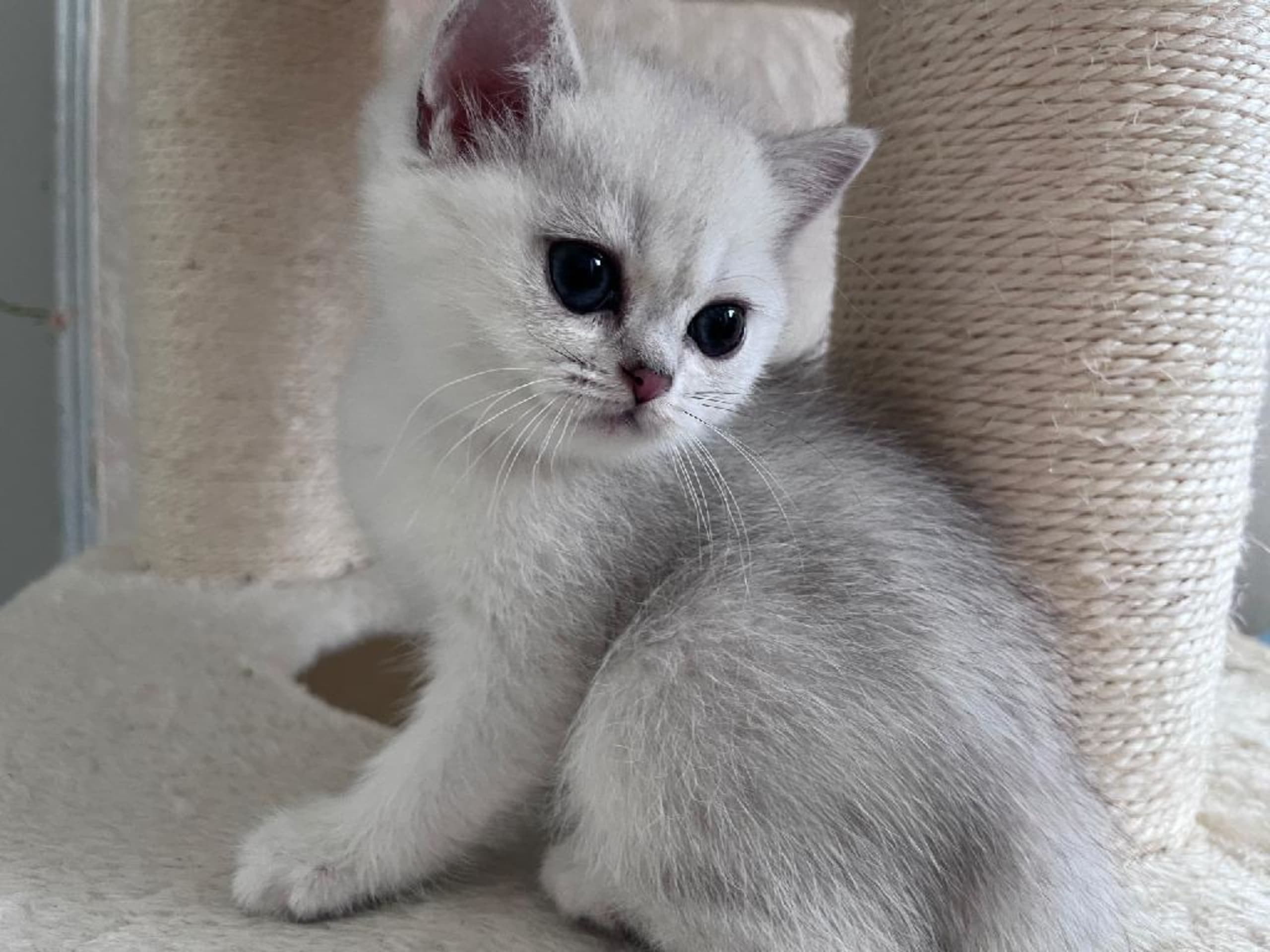British Shorthair · Åby · SE*Amber Ice