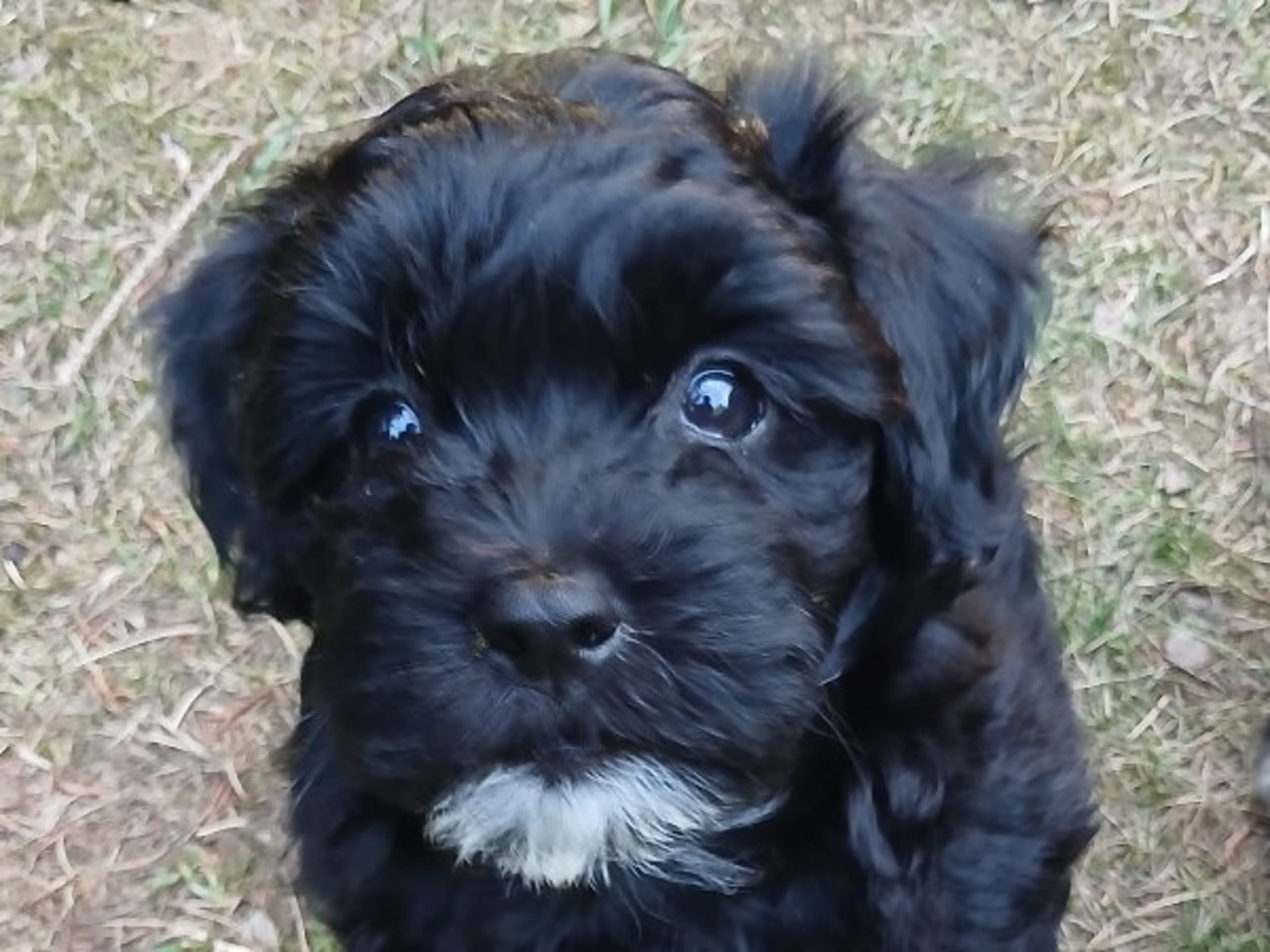 Bichon havanais · Veberöd · Hedbergs Härliga