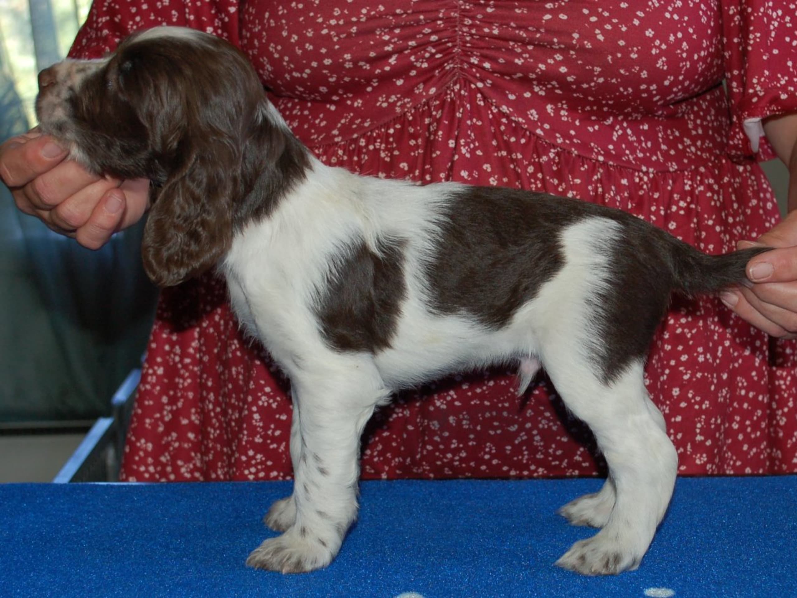 Engelsk springer spaniel · Mellerud · Ripplings