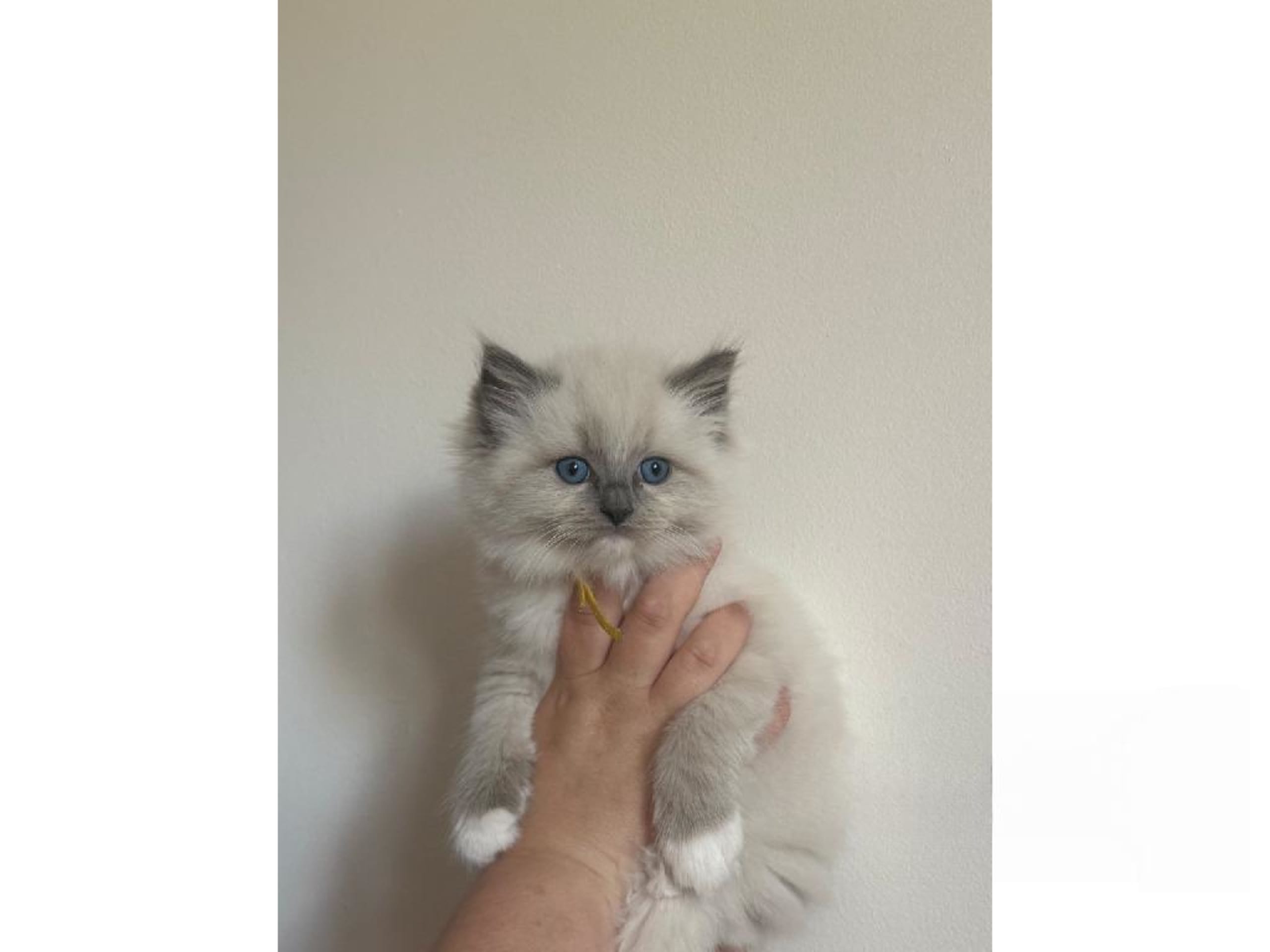 Ragdoll · Hörby · SE*Pillow Cats