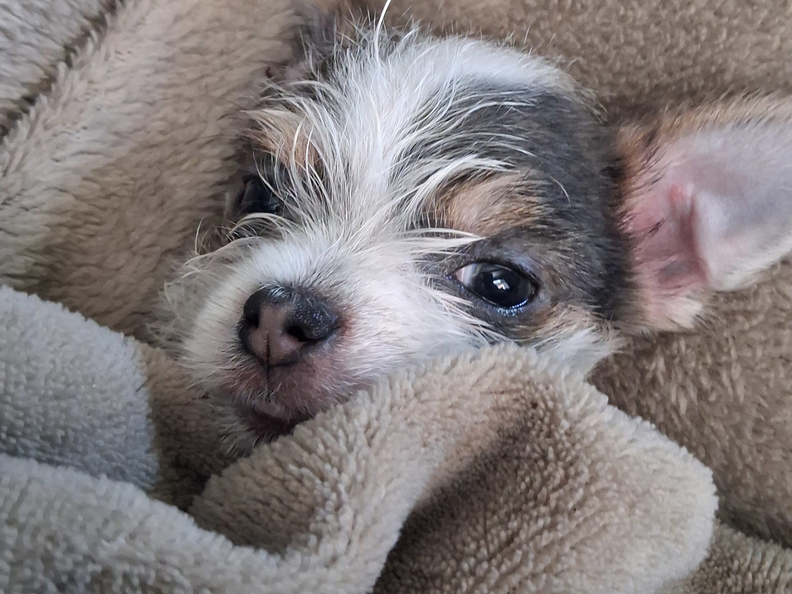 Yorkie malteser shi tzu og chih blanding · Hønefoss · Linda Regine Hauge S.