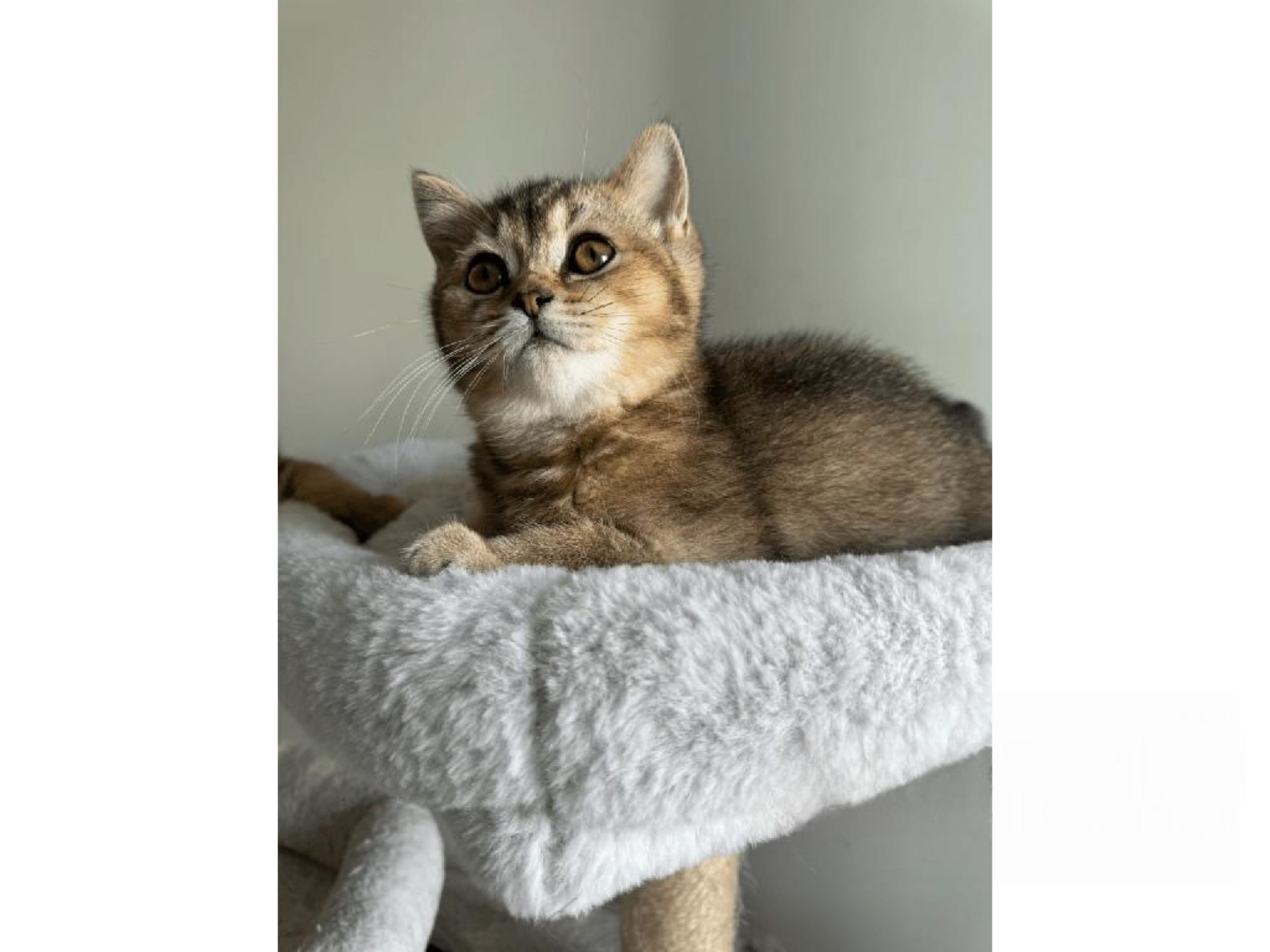 British Shorthair · Skövde · SE*Britessa