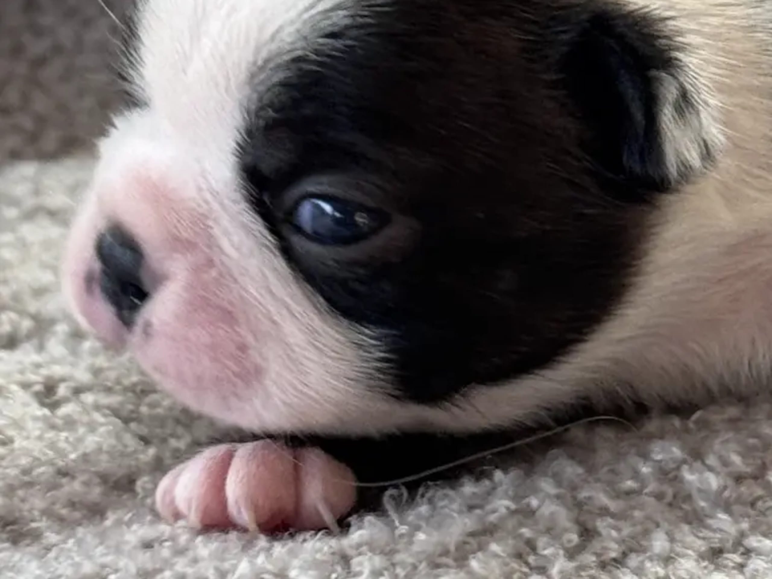 Boston terrier · Klæbu · Marianne Arntzen