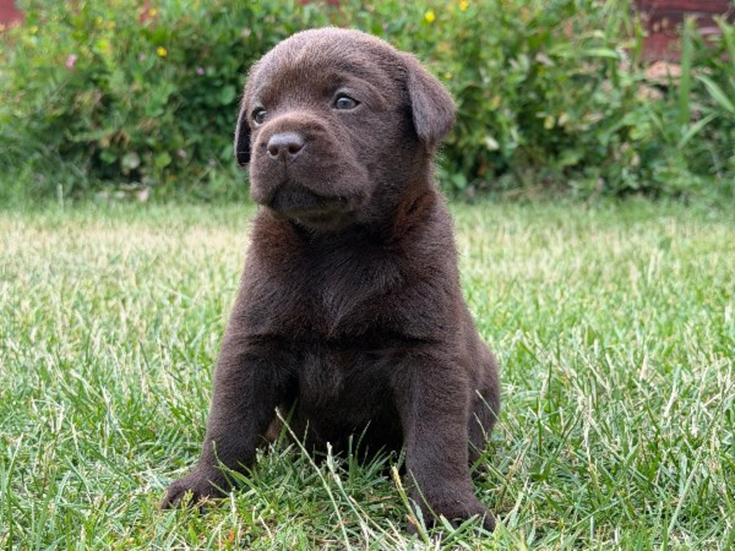 Labrador retriever