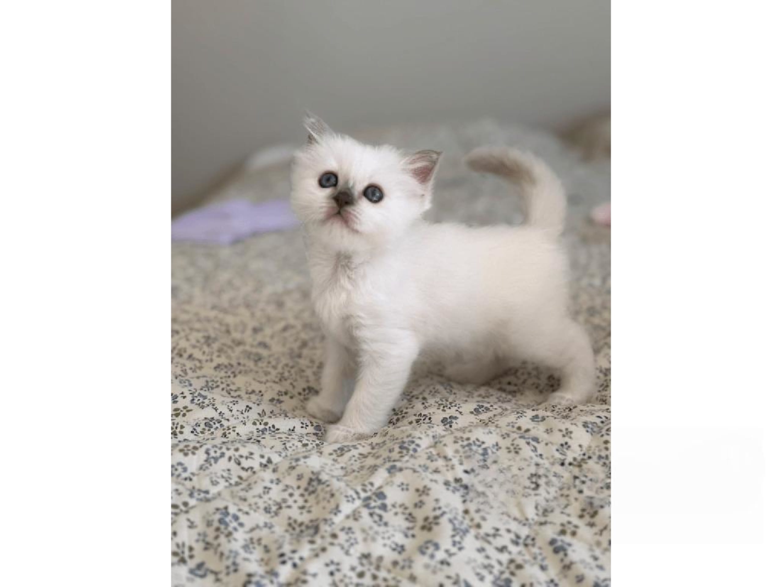 Helig birma · Eslöv · SE*DiddlyPawsFarm