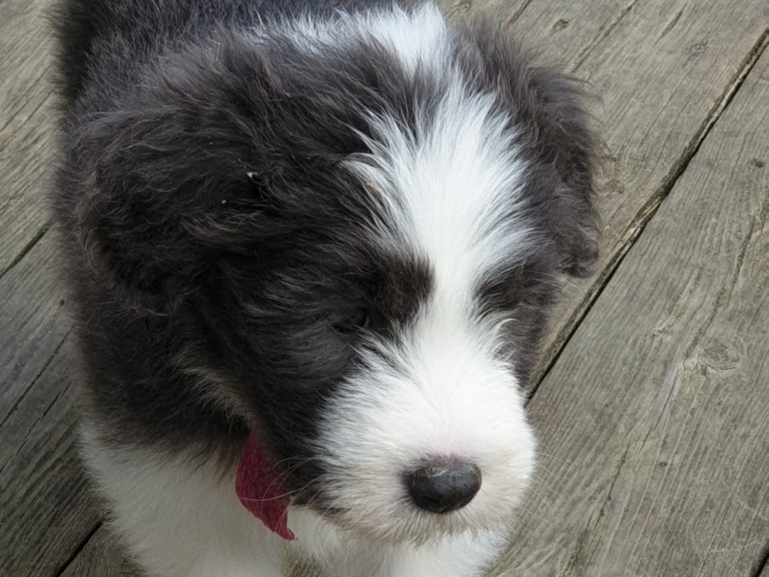 Bearded Collie · Åskloster · Kennel Happy Landing
