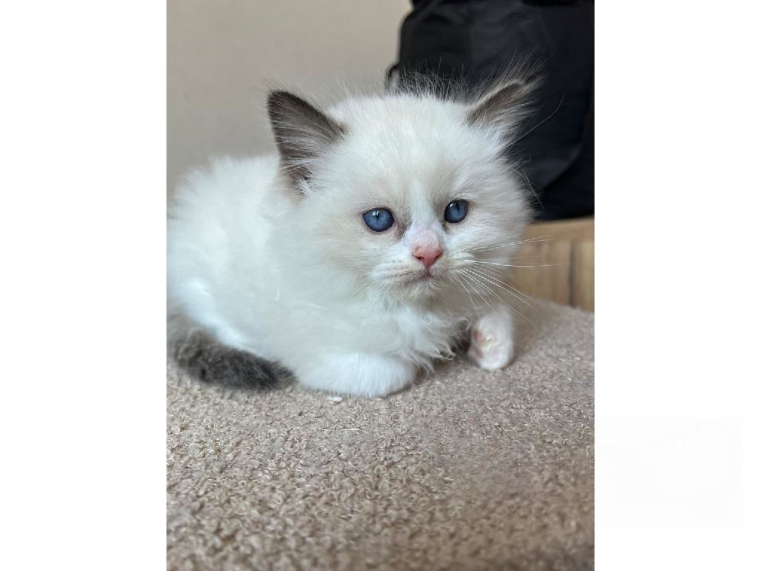 SE*Sapphire Blue Eyes