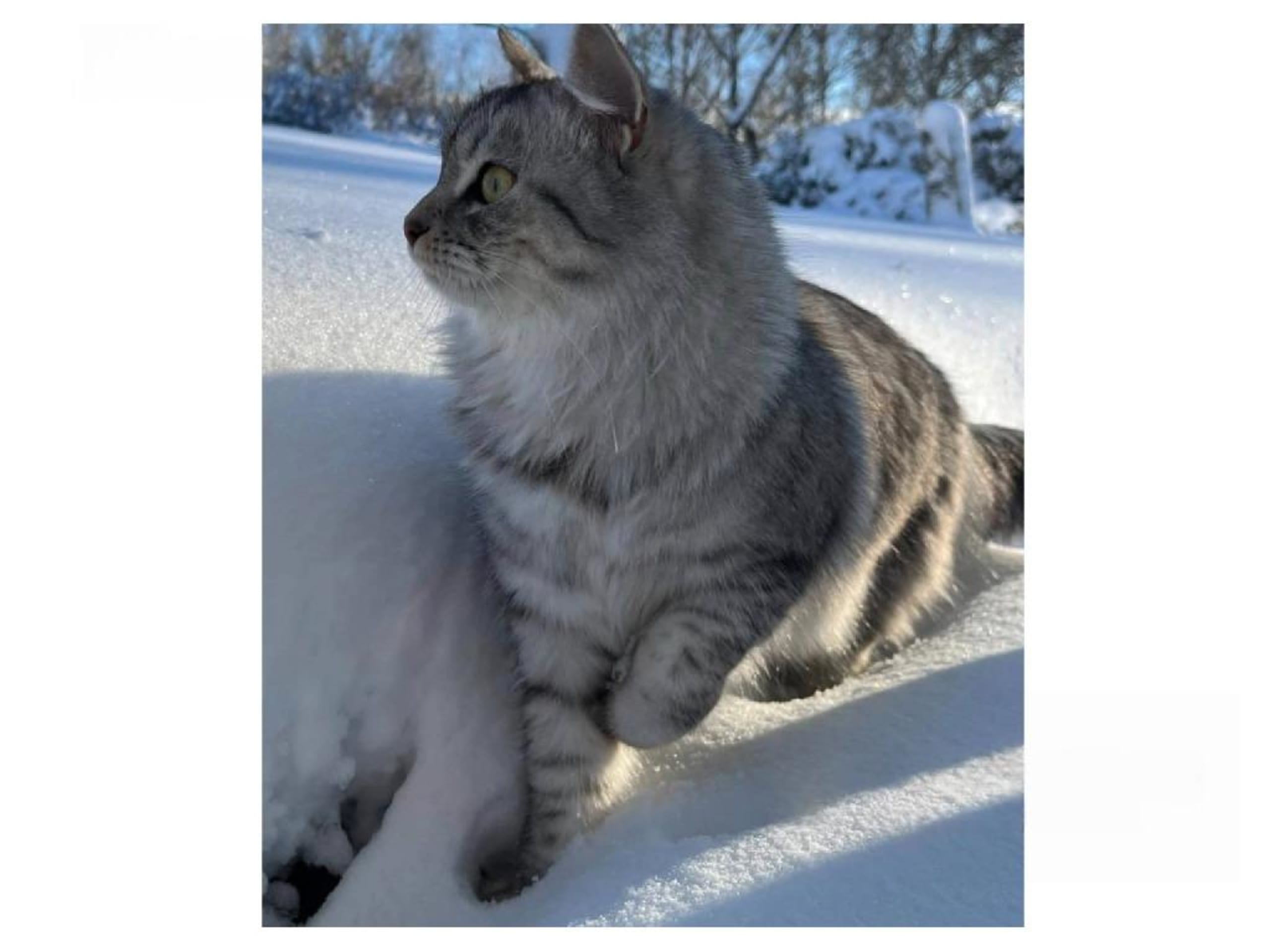 Sibirisk kat · Köpingsvik · S*Silkedals