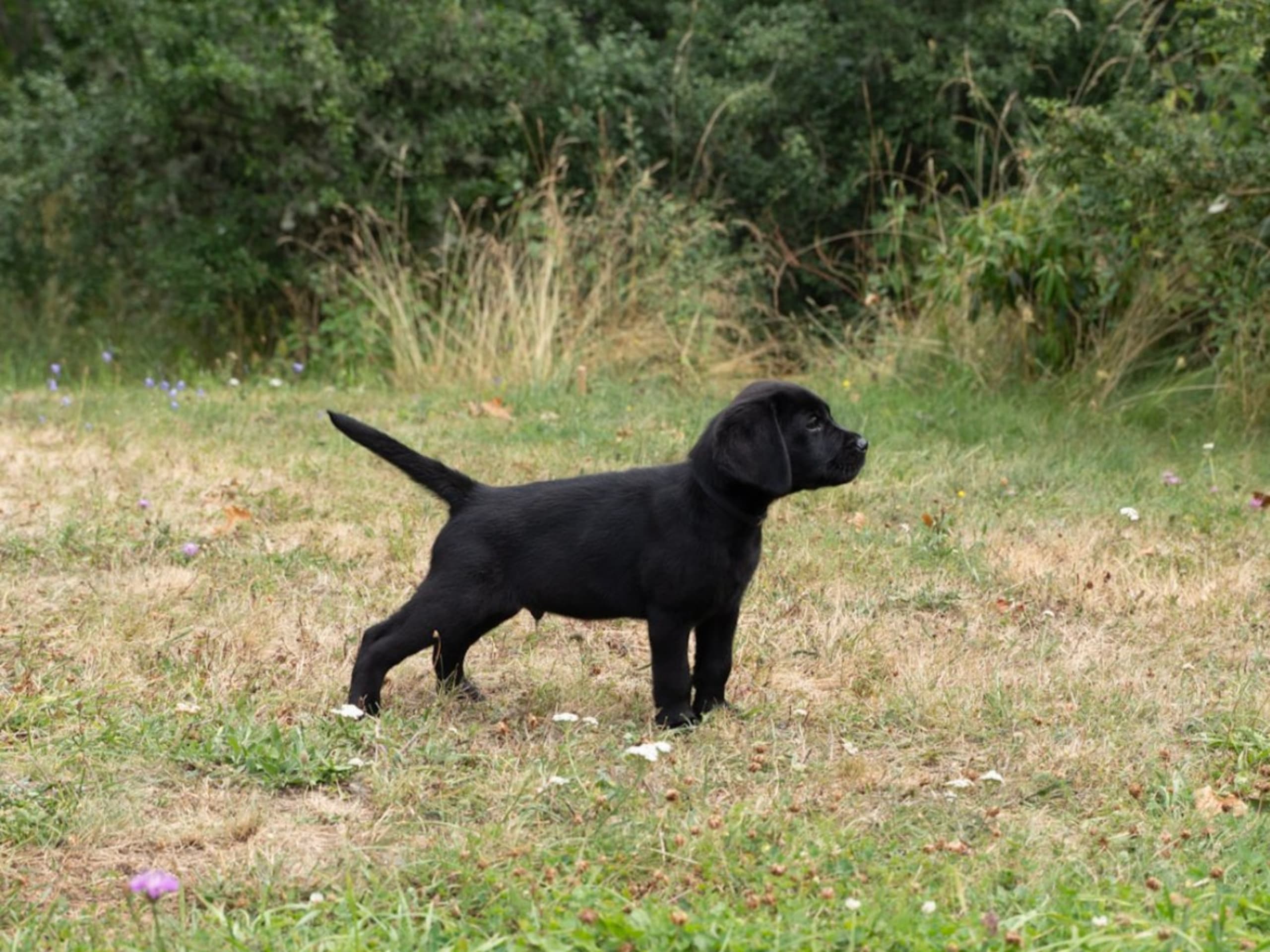 Labrador retriever · Mariefred · Retrieving Hearts