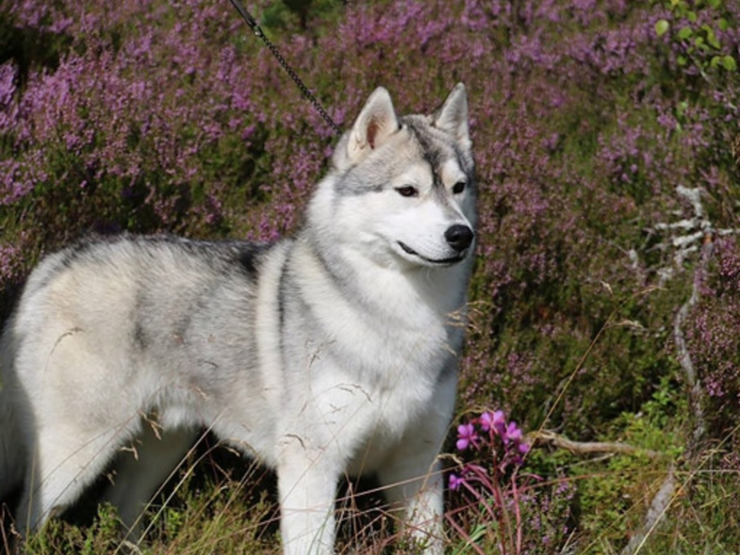 Siberian husky · Sørskogbygda · Joanna Krystyna Ratajczak