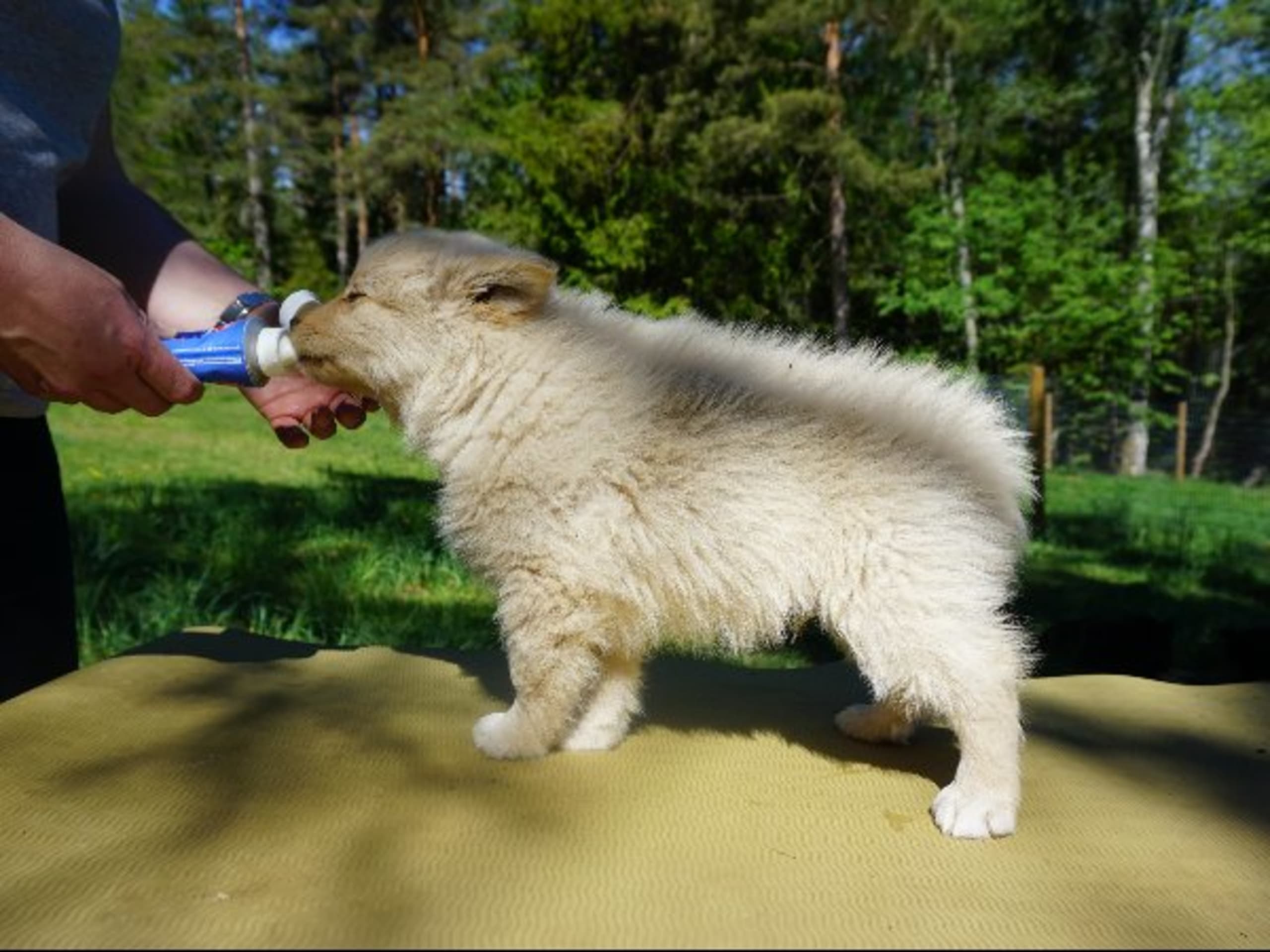 Finnish Lapphund · Uppsala · Vita Nattens