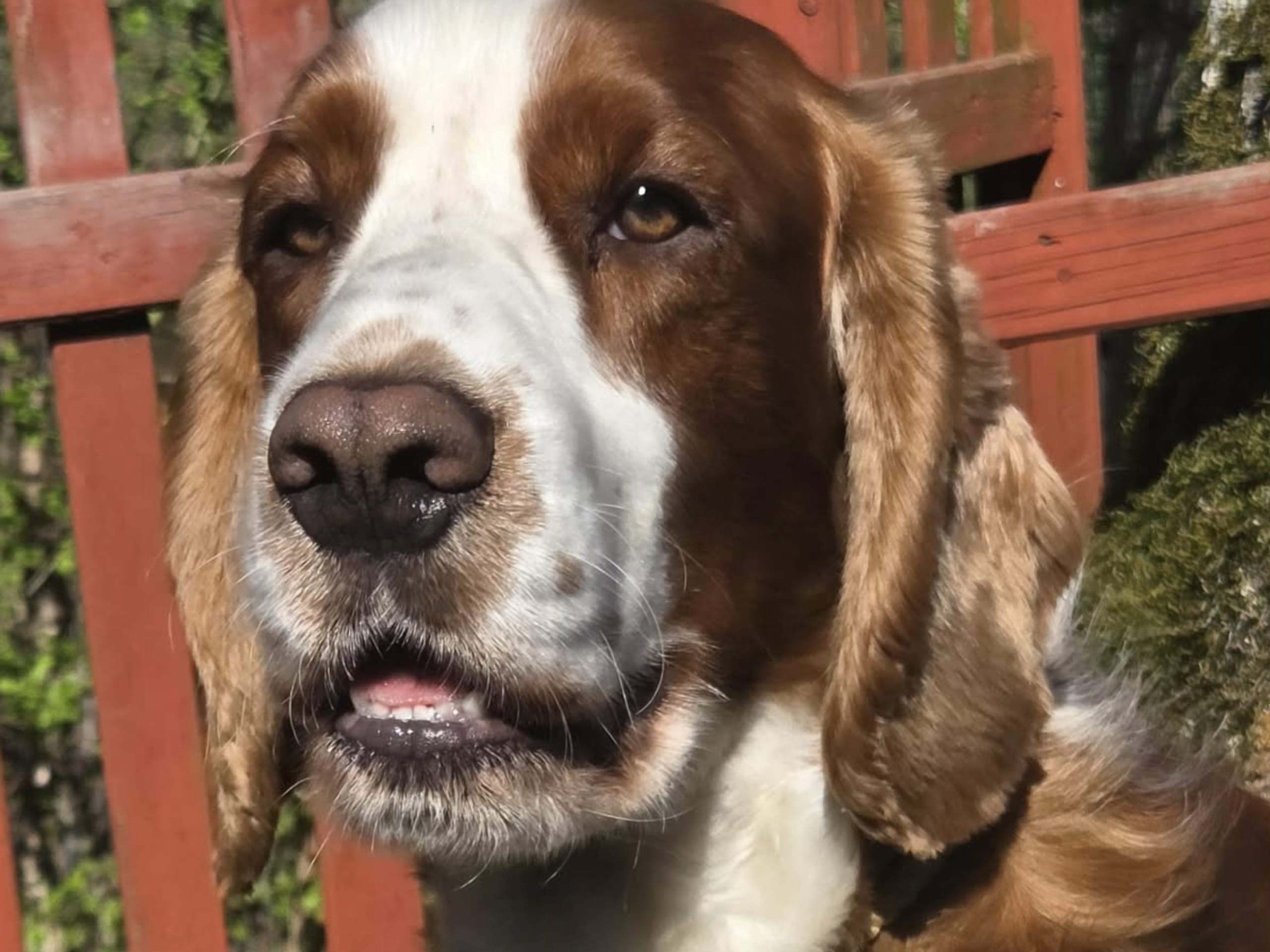 Welsh springer spaniel · Strängnäs · Okej's kennel