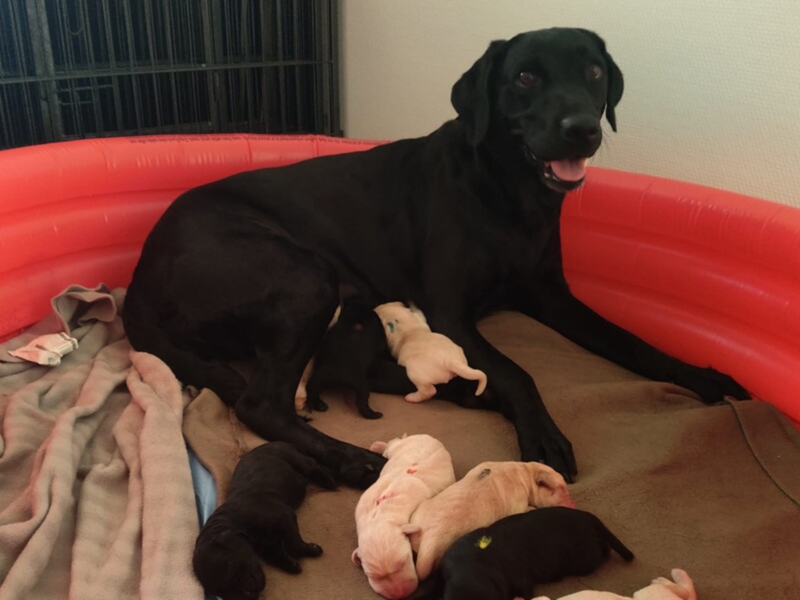 Labrador retriever · Christiansfeld · Lindholm Gundogs