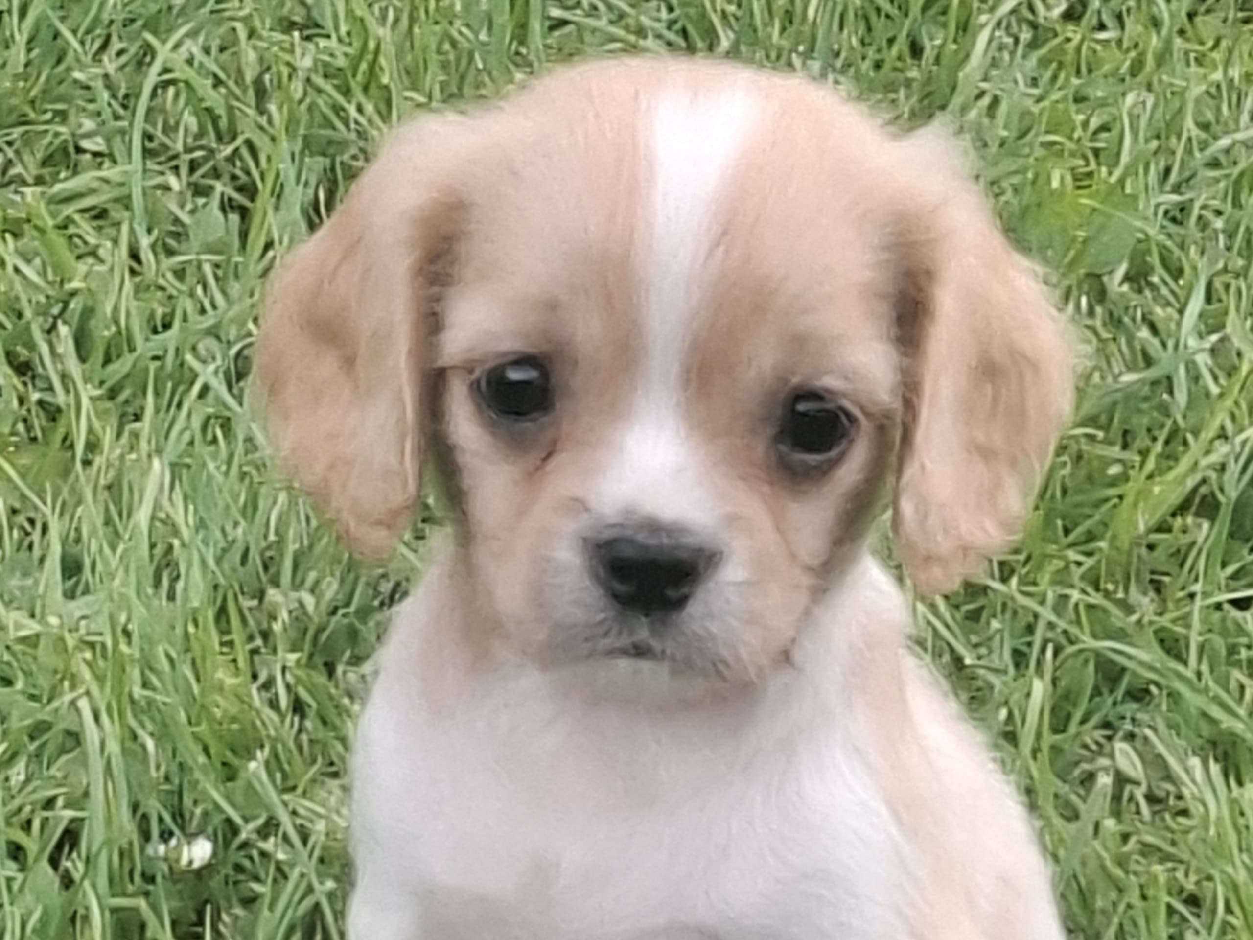 Cavapoo