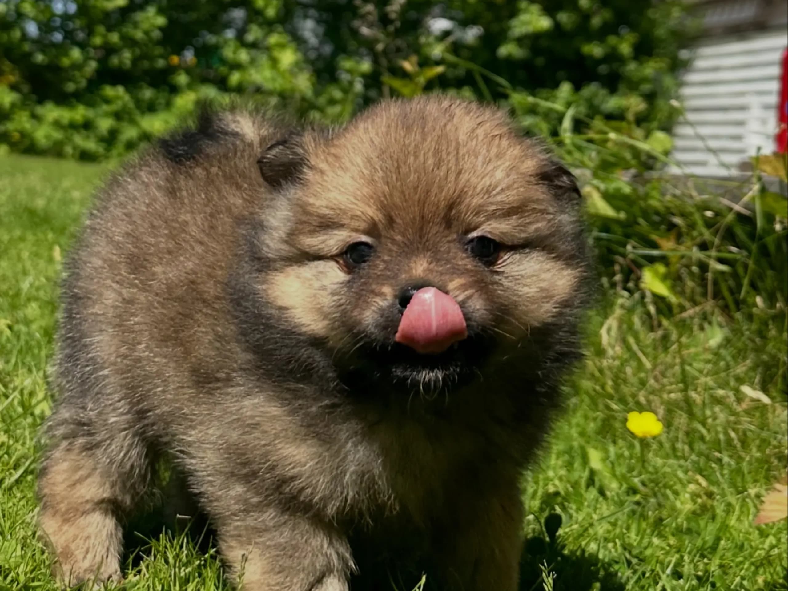 German Spitz – Kleinspitz · Raufoss · Connie Olafsen