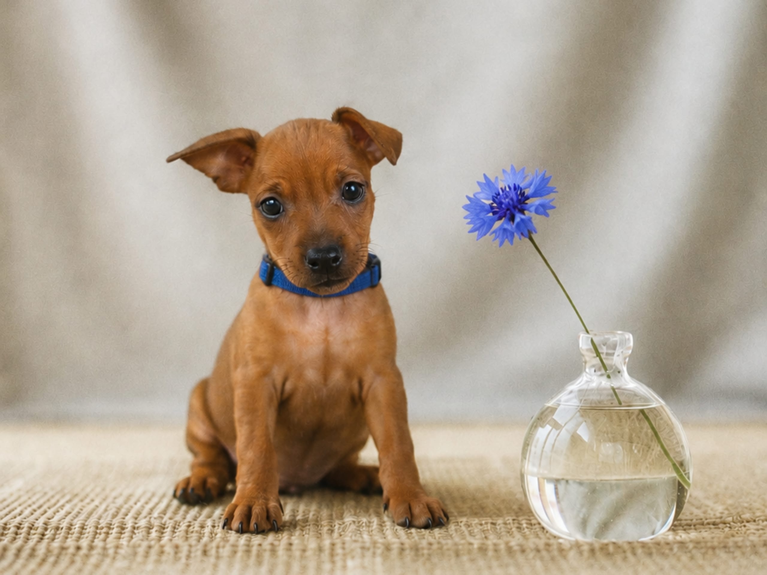 Dvergpinscher · Forsheda · Dvärgpinscher