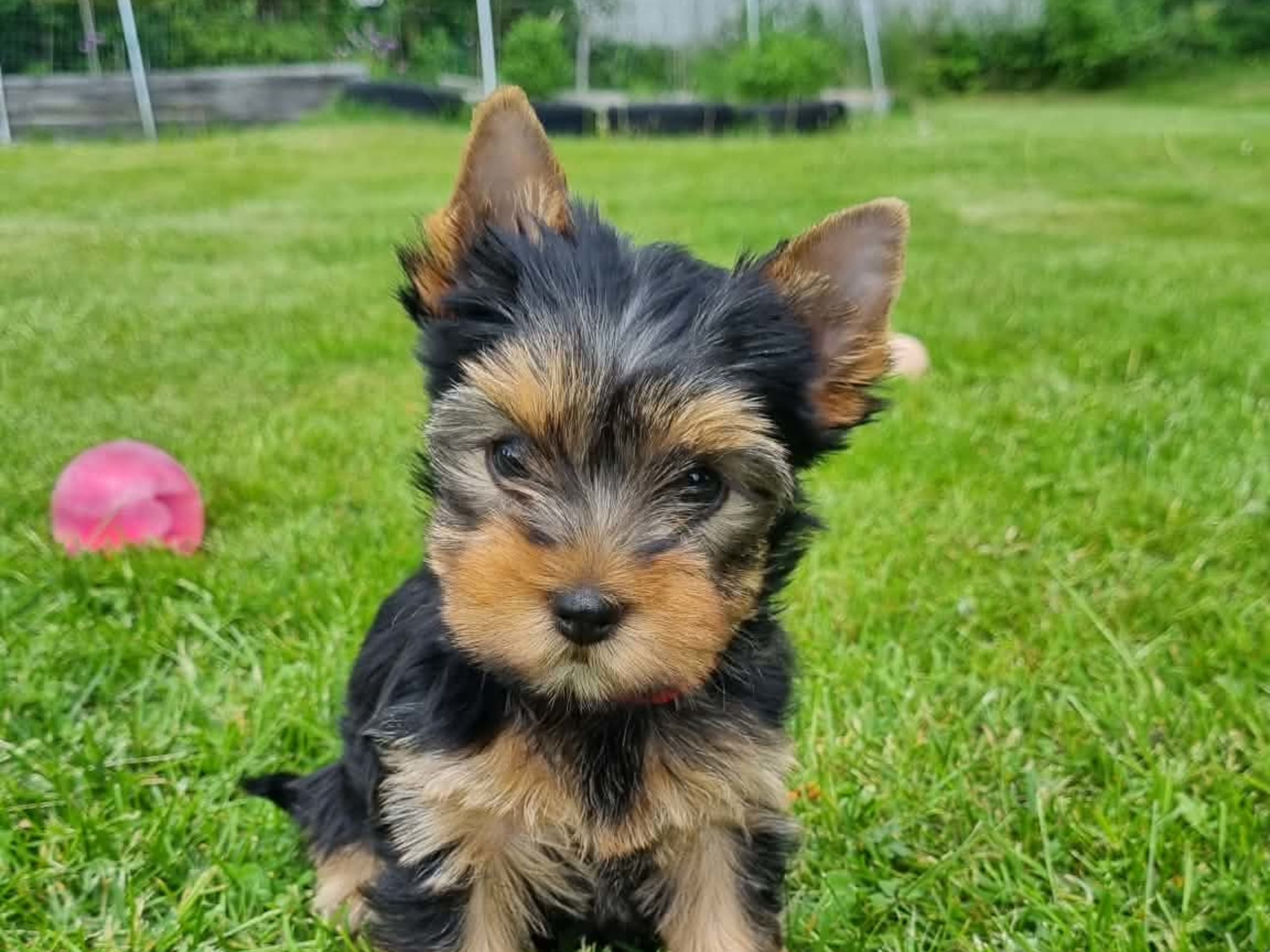 Yorkshire terrier · Kopparberg · Gacrux