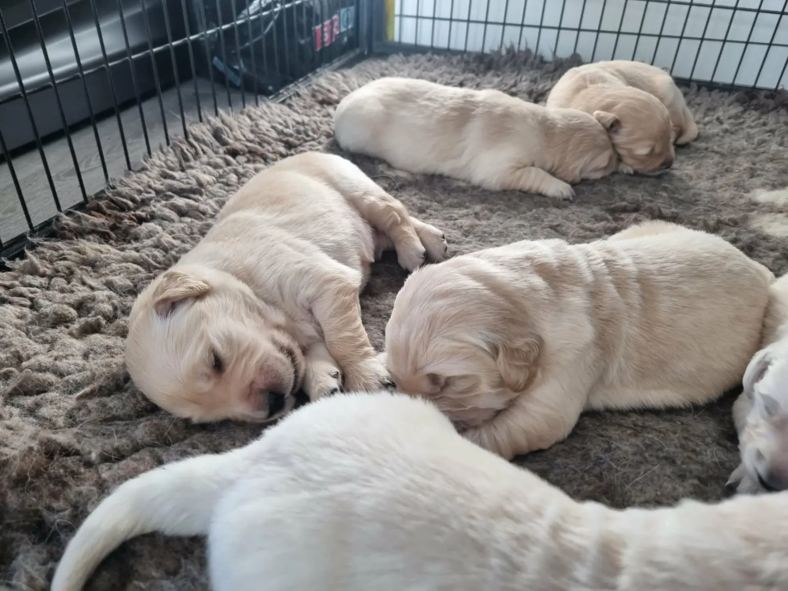 Golden retriever · Nesttun · Secret-Garden