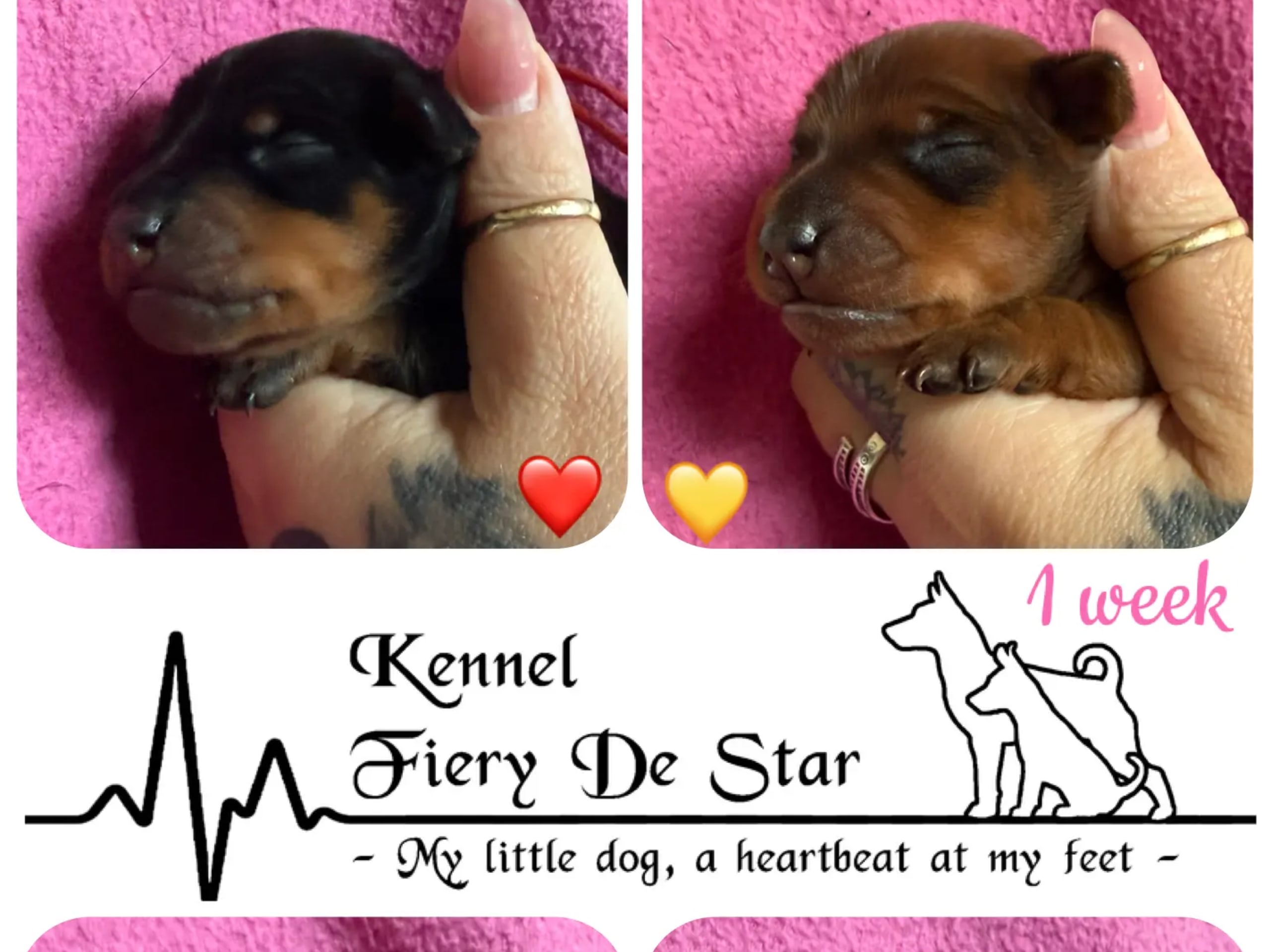 Miniature Pinscher · Gimse · Fiery De Star