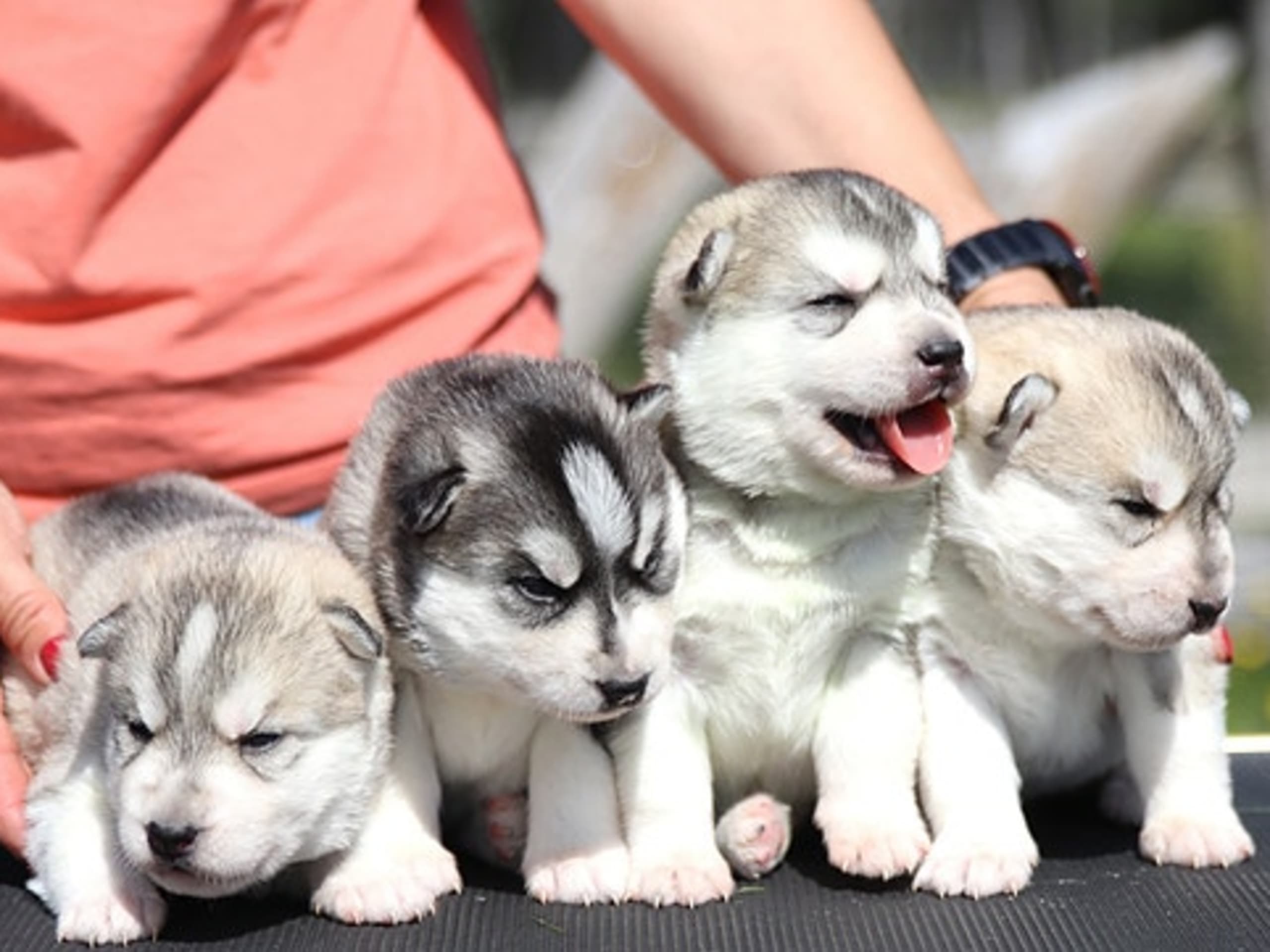 Siberian husky · Sørskogbygda · Joanna Krystyna Ratajczak