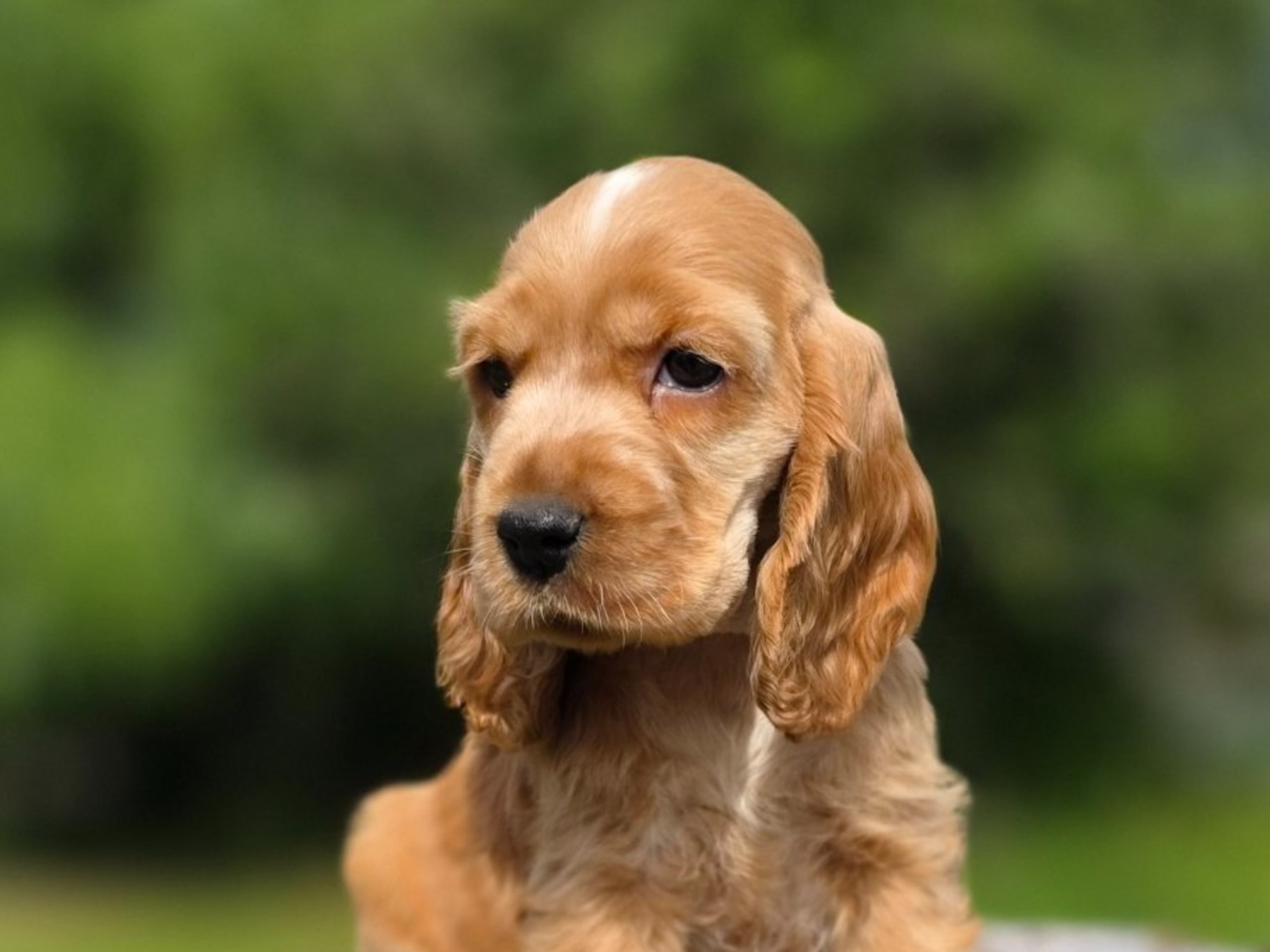 Cocker spaniel · Vikbolandet · Liljeblomman's Kennel