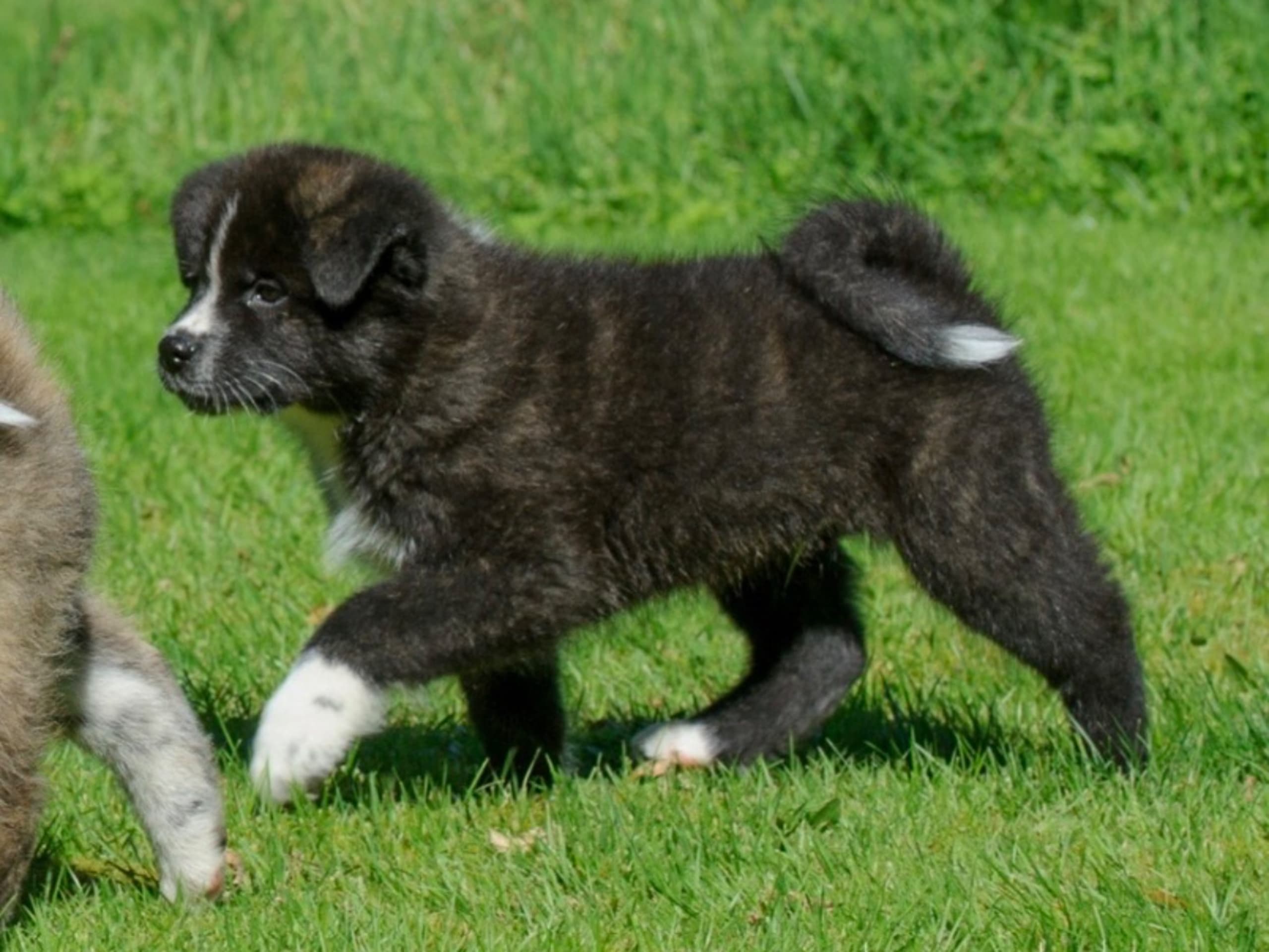 Akita · Lilla Edet · Fuyuko Kensha