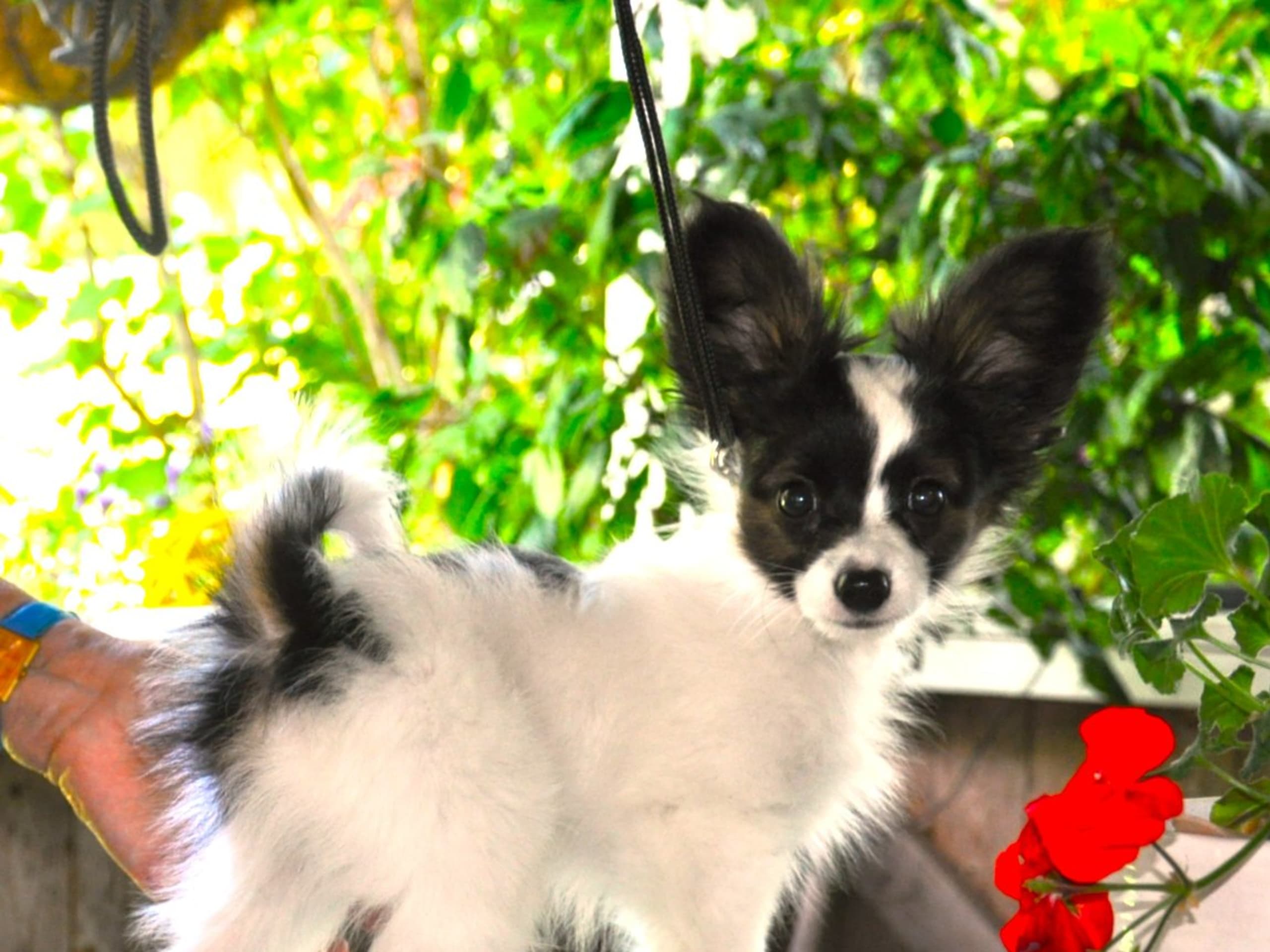 Papillon · Rättvik · Golden Clipp's