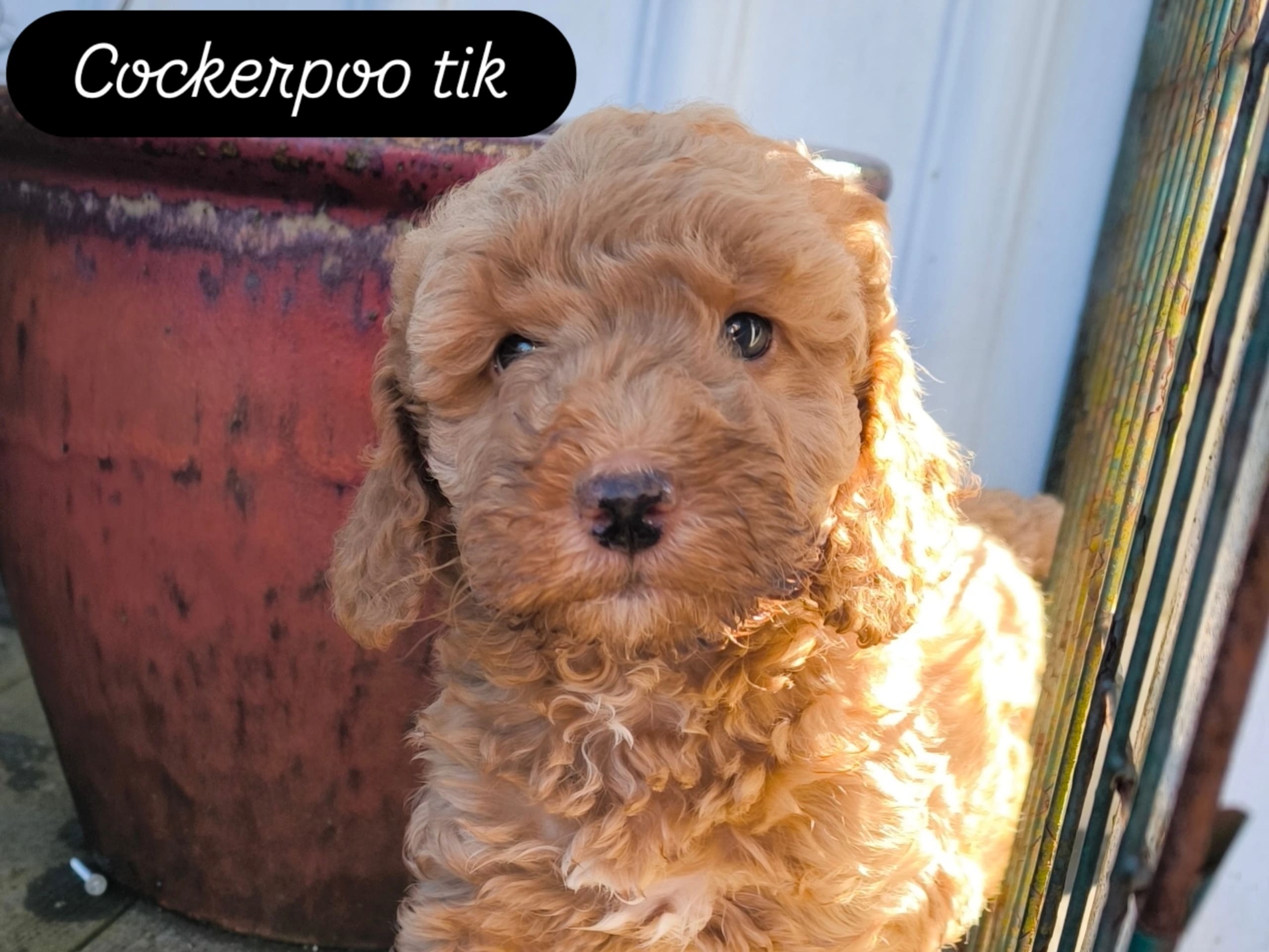 Cockerpoo · Nol · Anfastebo hunduppfödning