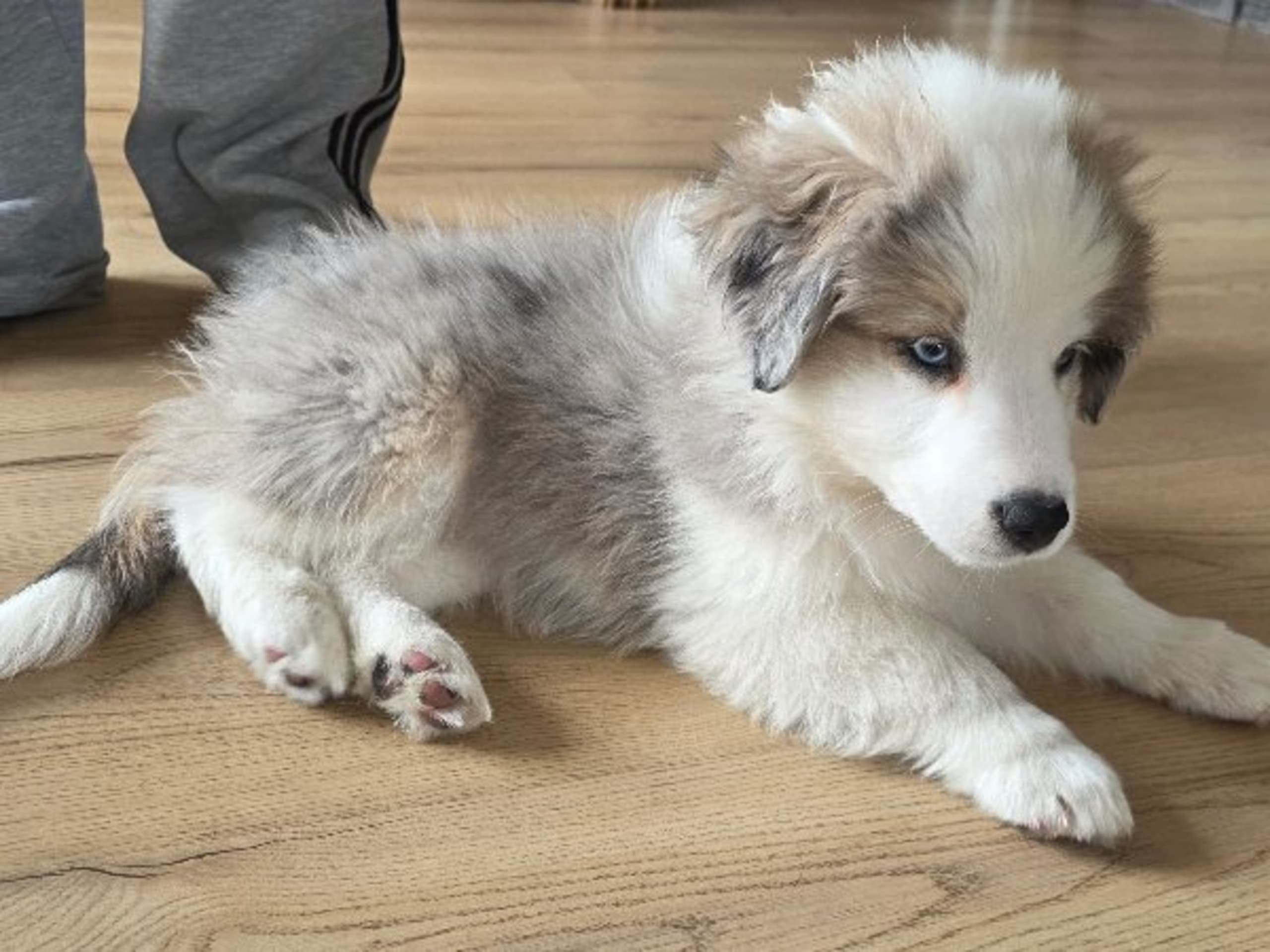Miniature American Shepherd · Hyllinge · Lina Bäckström
