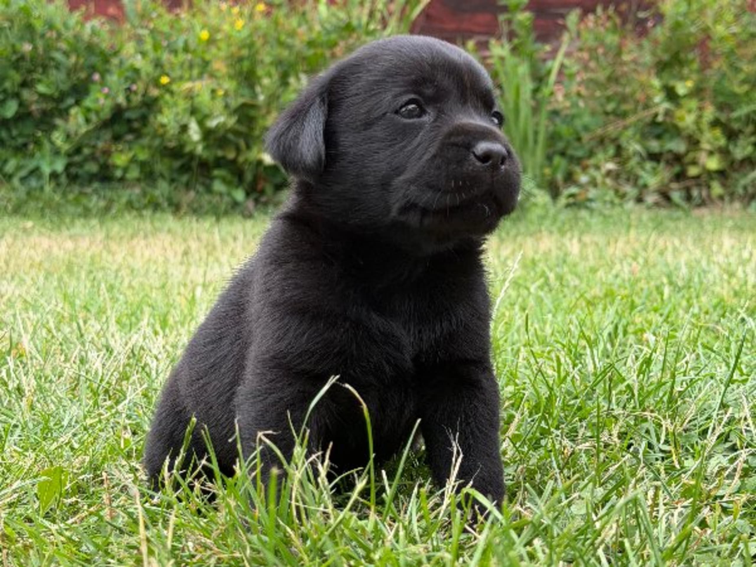 Labrador retriever · Vagnhärad · Unbridled Unicorn