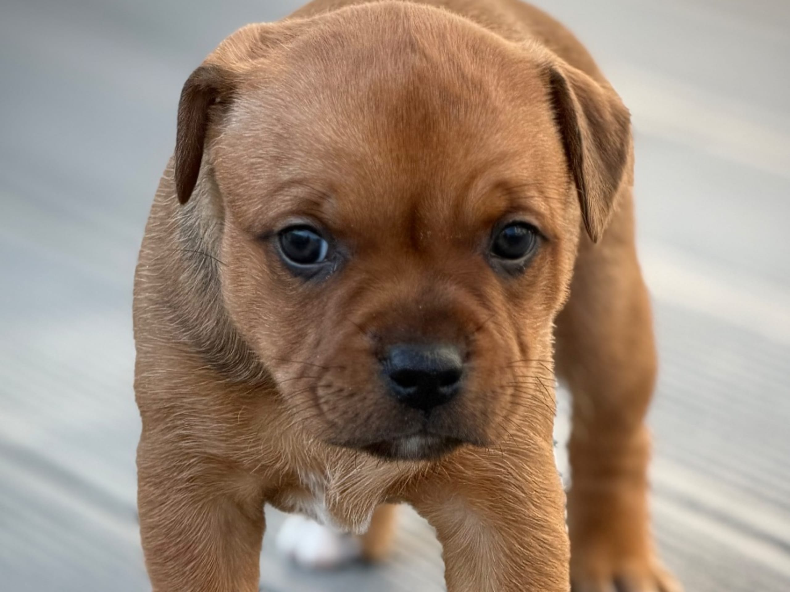 Staffordshire bullterrier · Tyresö · Giwido’s