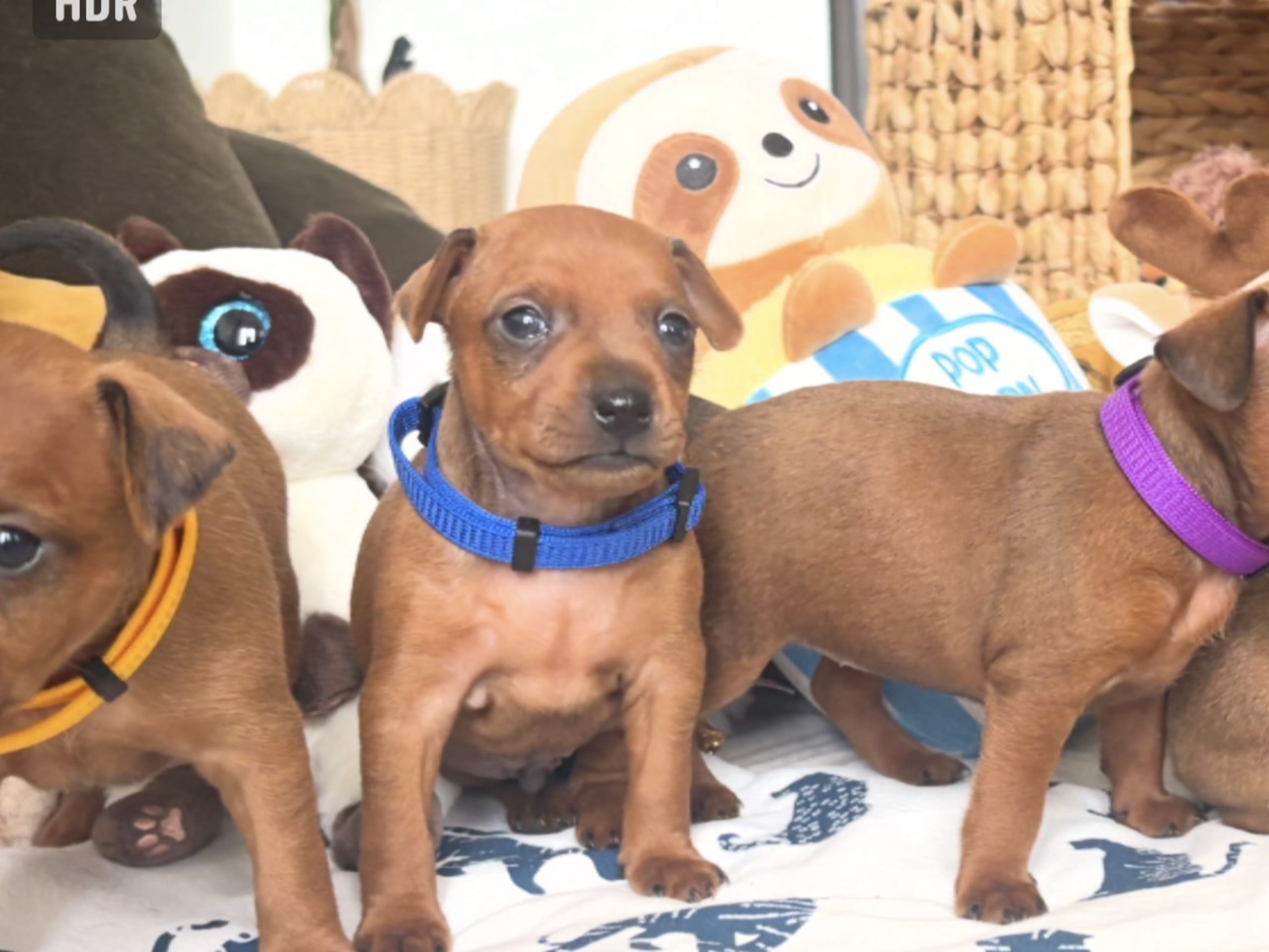 Dvergpinscher · Forsheda · Dvärgpinscher