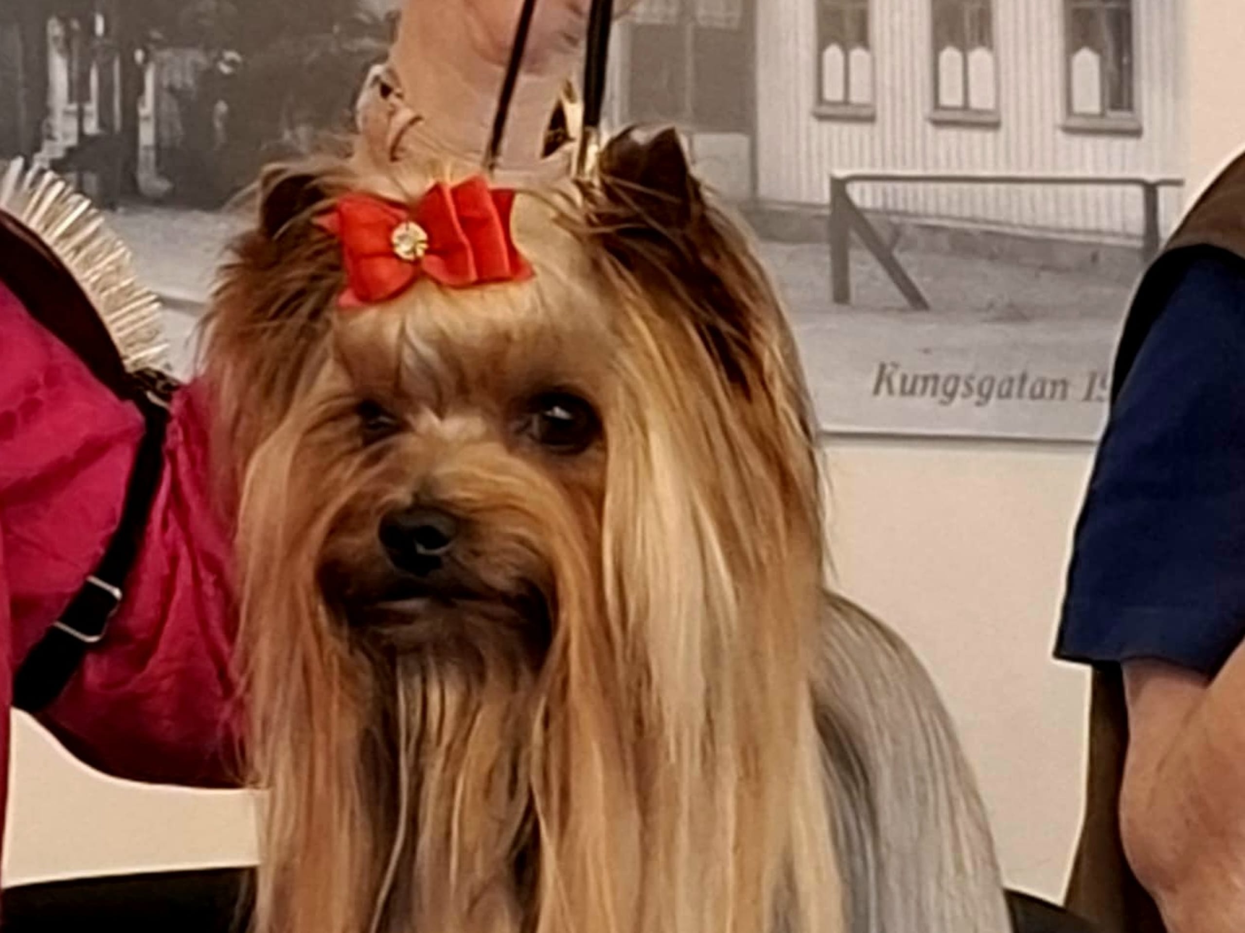 Mount Yorkie