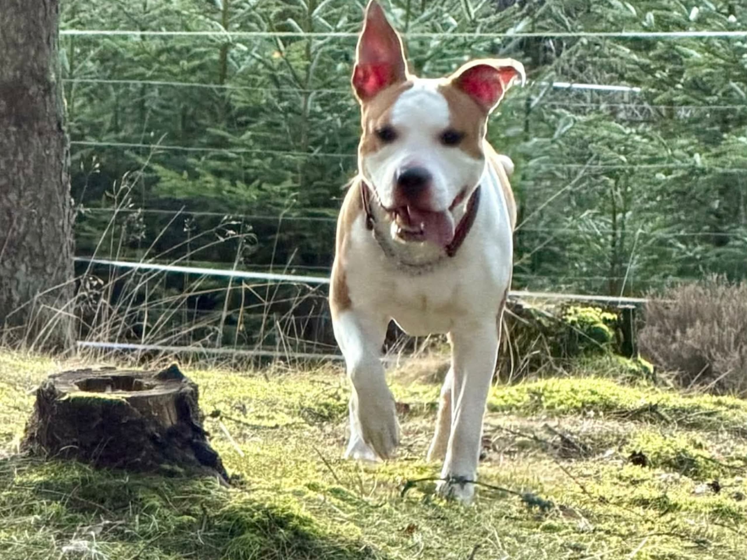 American staffordshire terrier