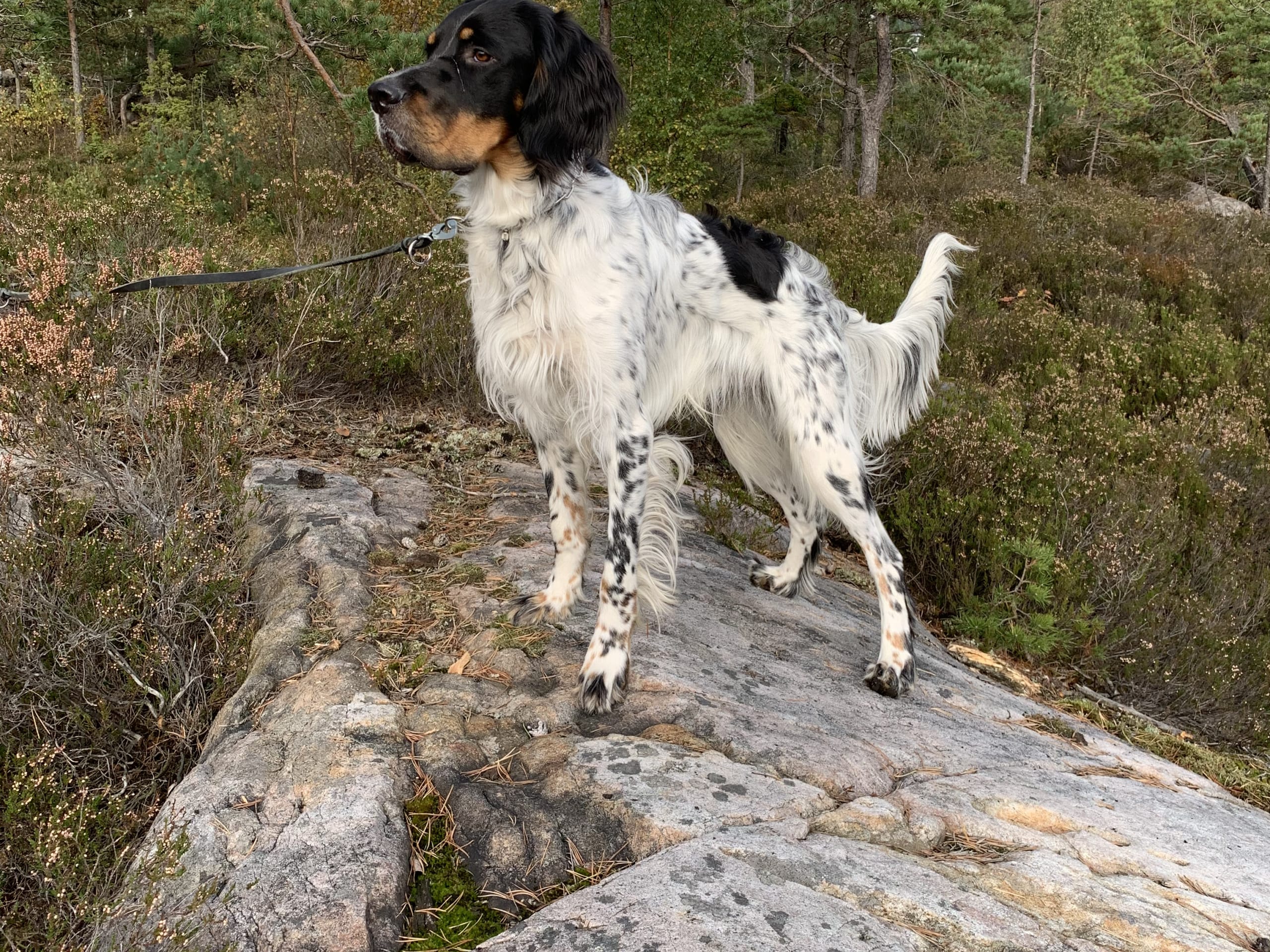 English Setter · Risør · Sverre T.