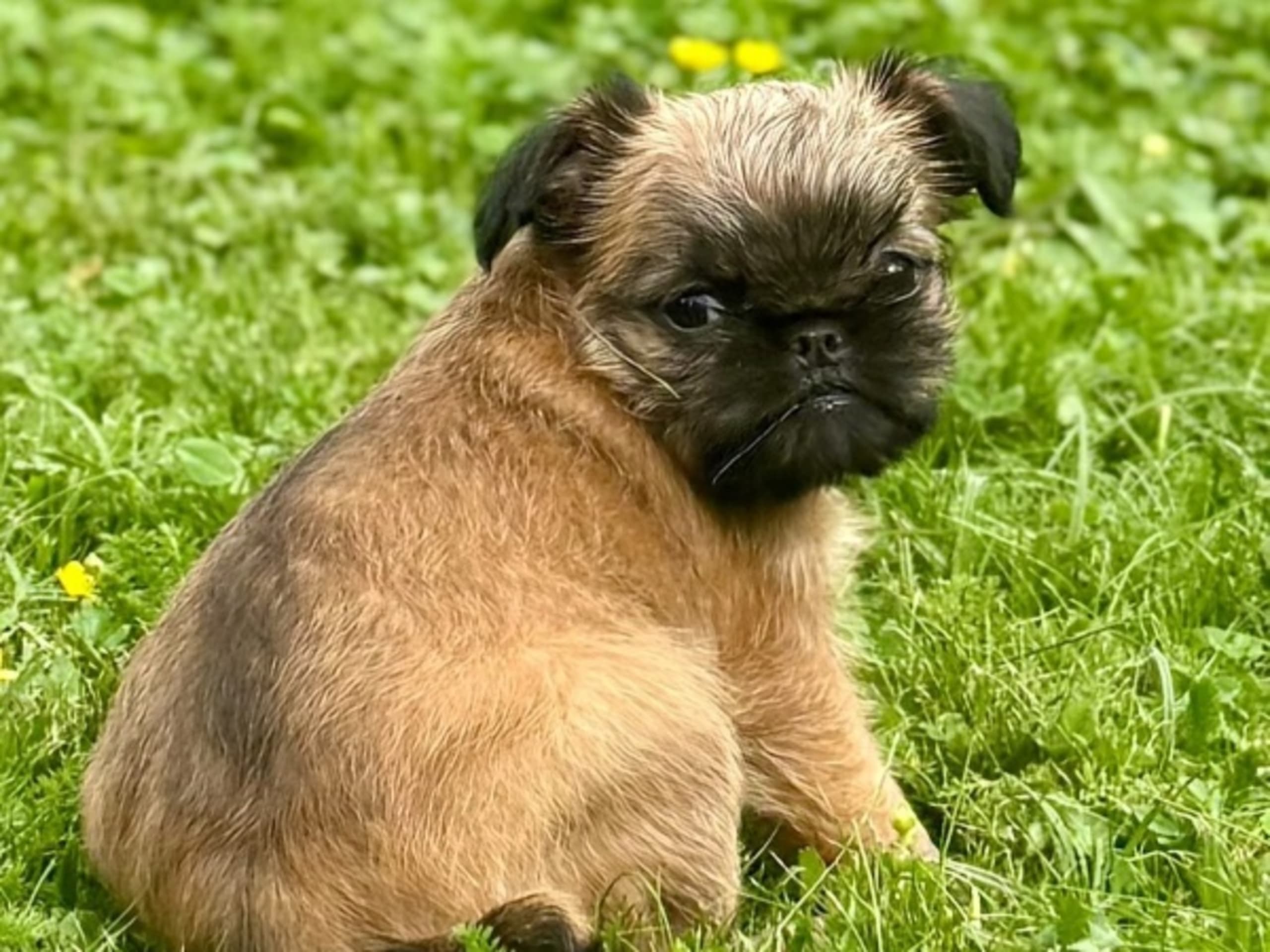 Brussels Griffon · Tyresö · Diddelinos