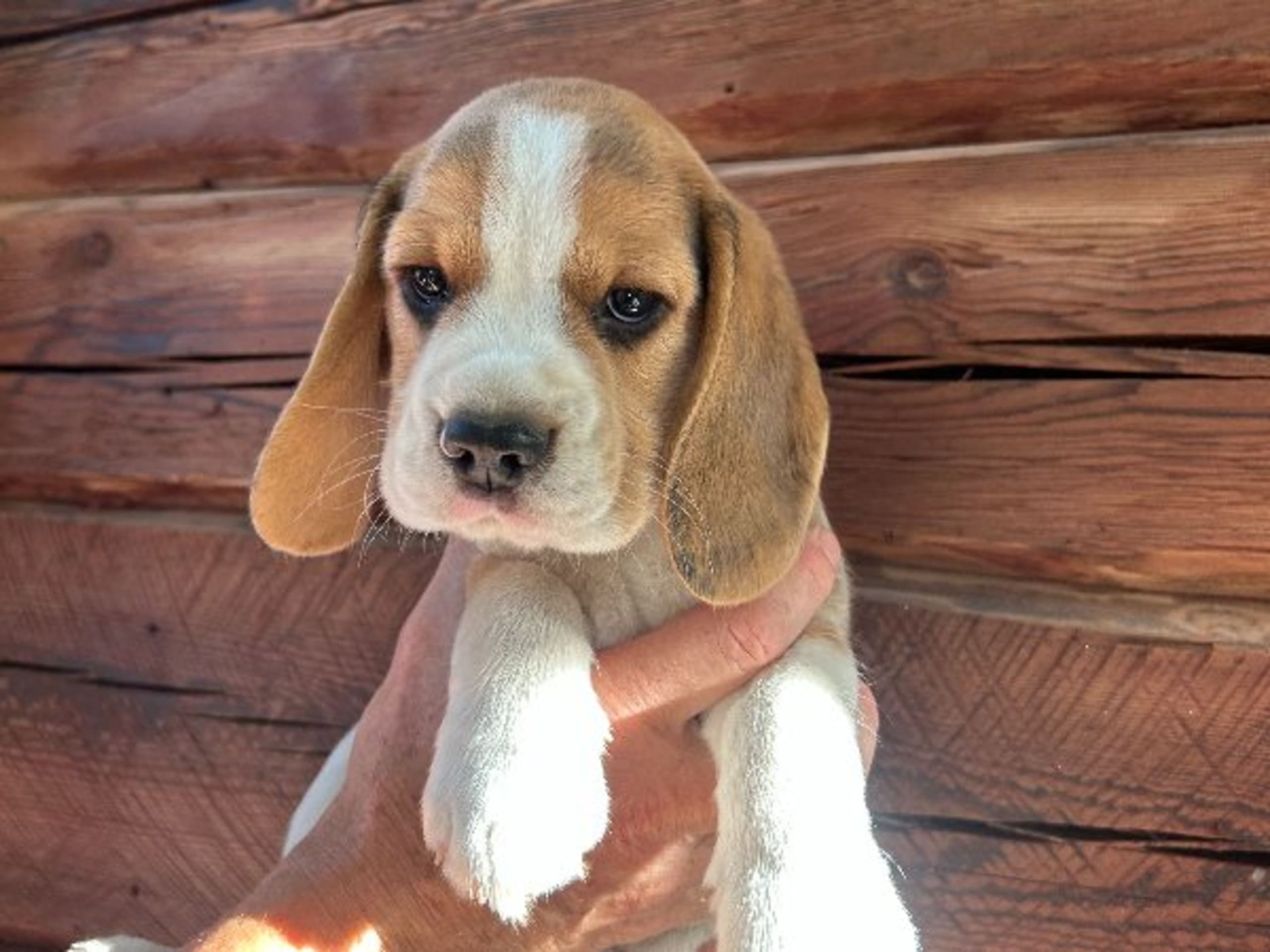 Beagle · Hallstahammar · Lena Linder