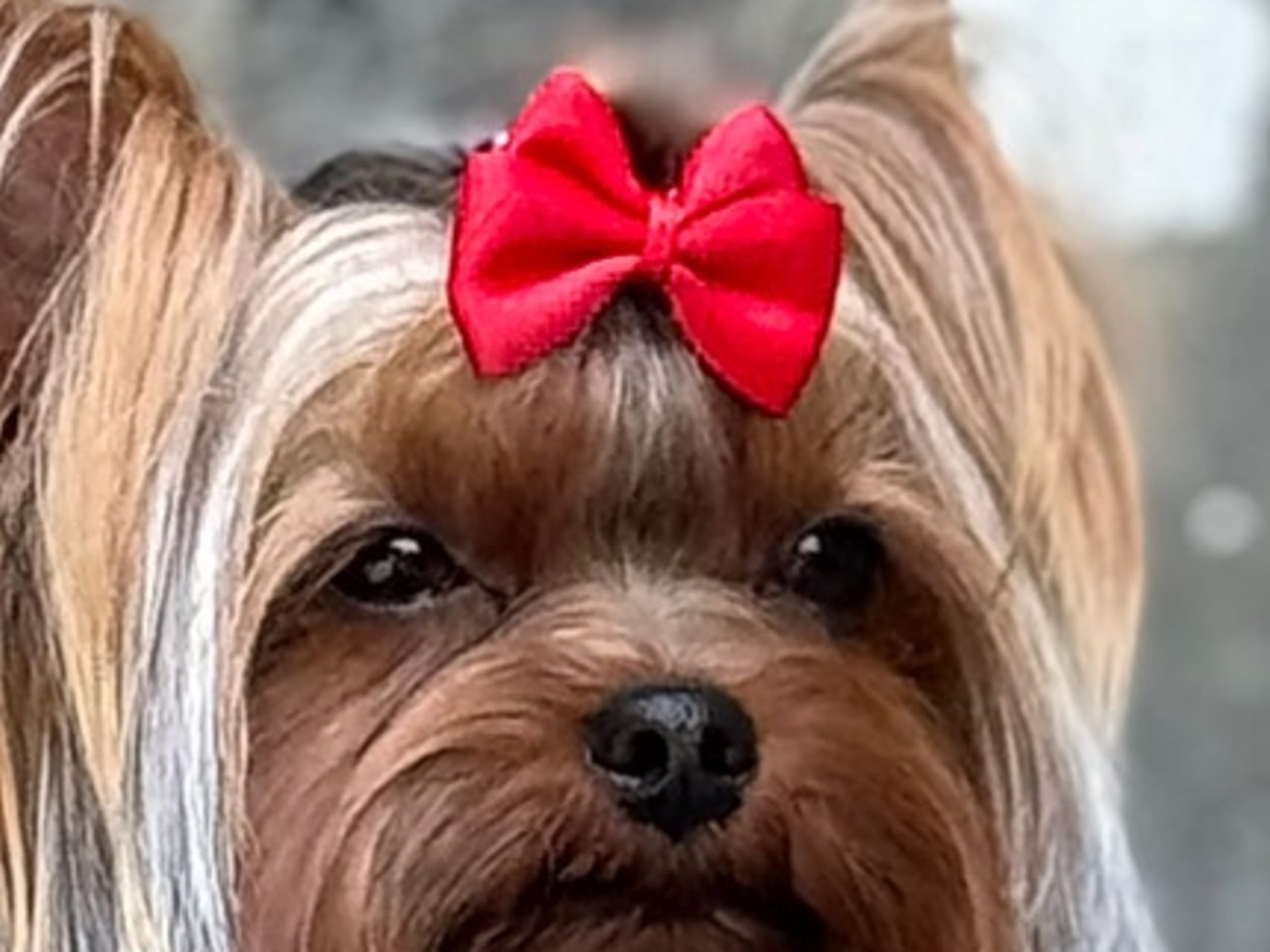 Yorkshireterrier · Oslo · Anna Victoria Borge